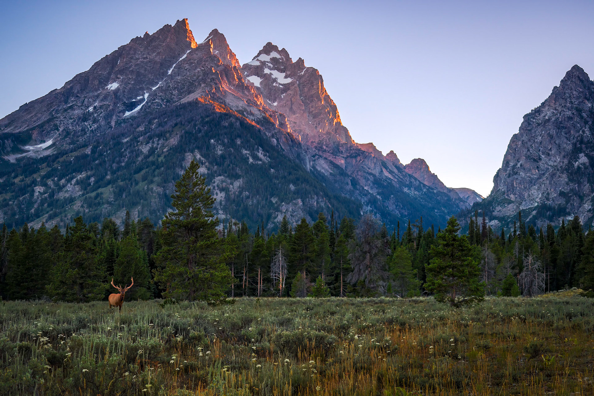 One night while driving to Oxbow Bend during one of my first trips into Grand Teton National Park, I stopped when I saw a tour-bus and other travelers on the side of the road. When I saw the alpine glow and the elk in the field, I knew that there was more to my quick-trip than what I intended. An hour later I still hadn’t made it to Oxbow, but I returned to my little home, happy as could be.
