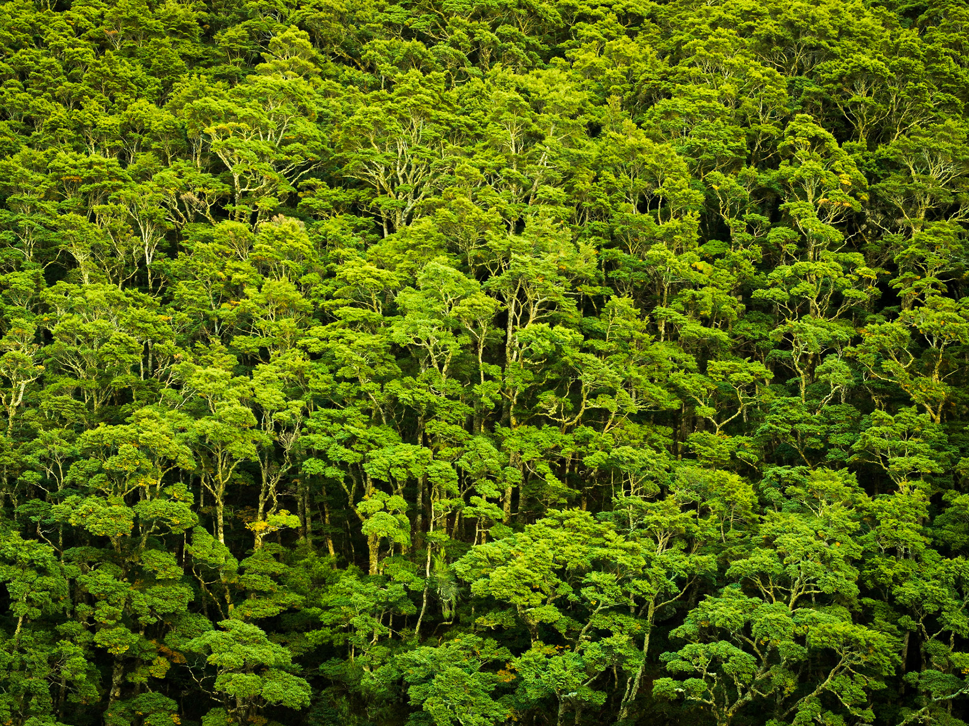 The Trees