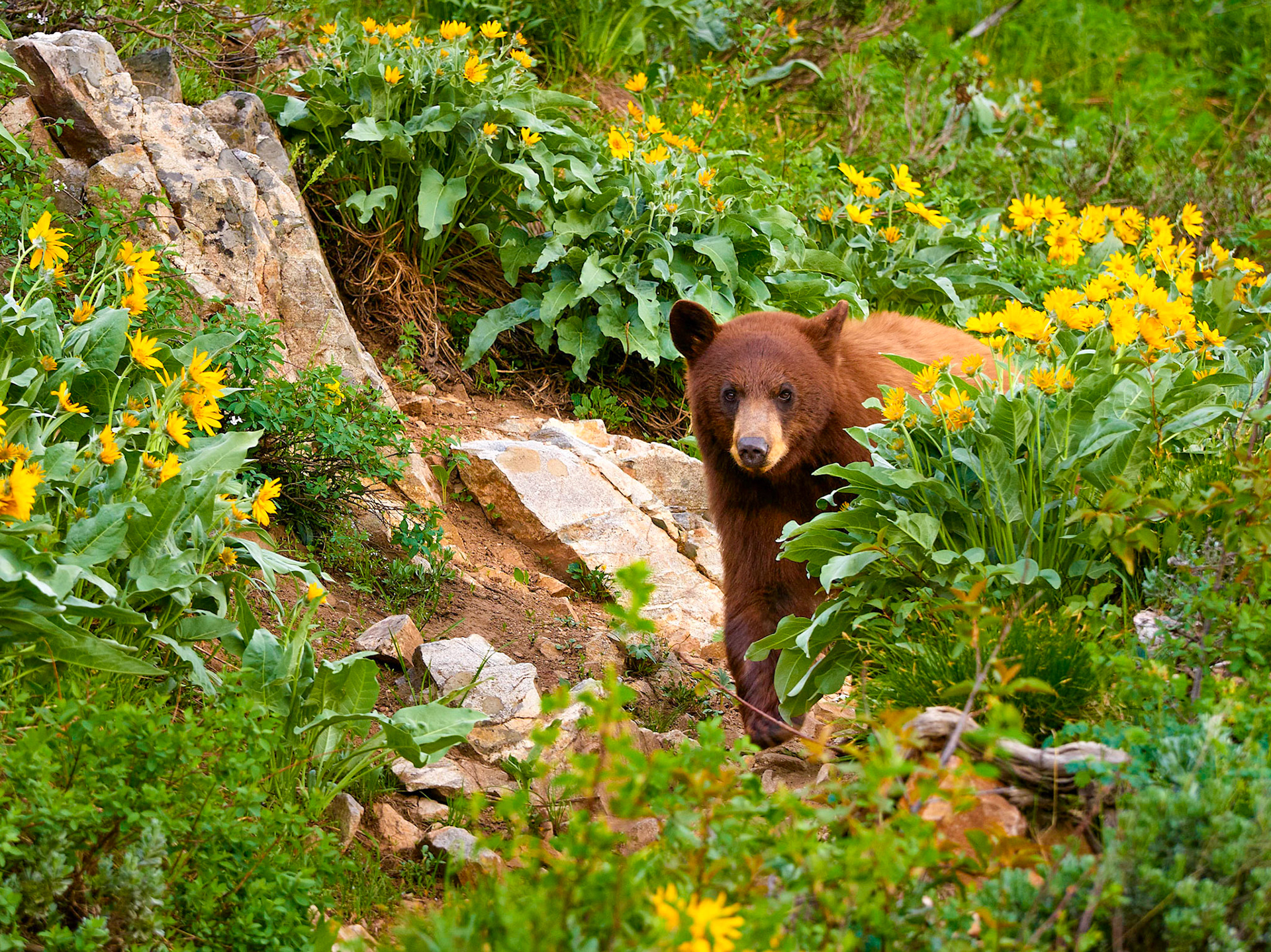 Curious Bear
