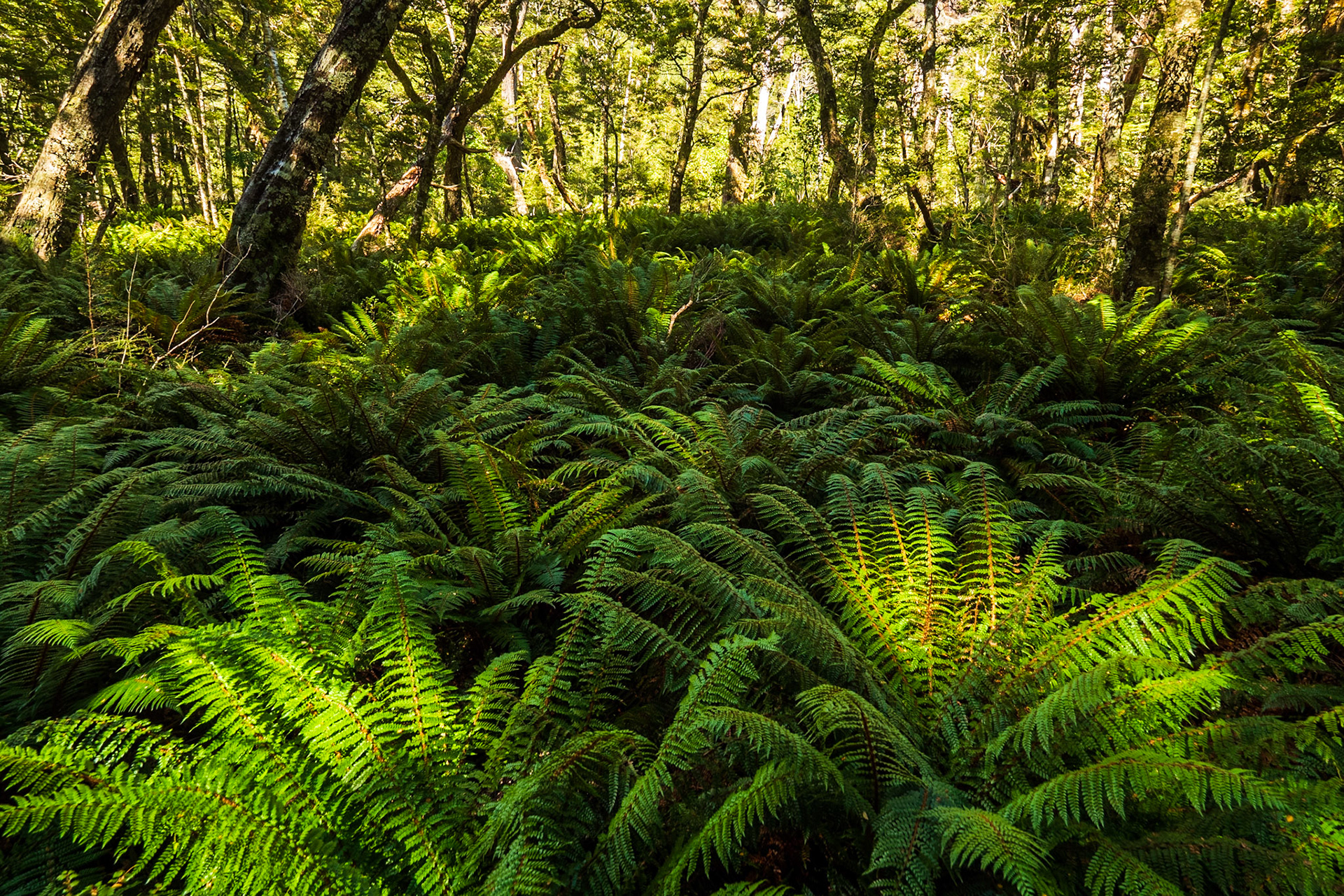 Branches and Ferns