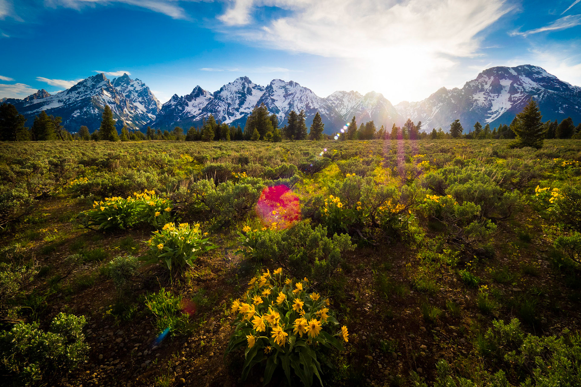 Last of the evening light illuminates the sage and flowers of the Tetons