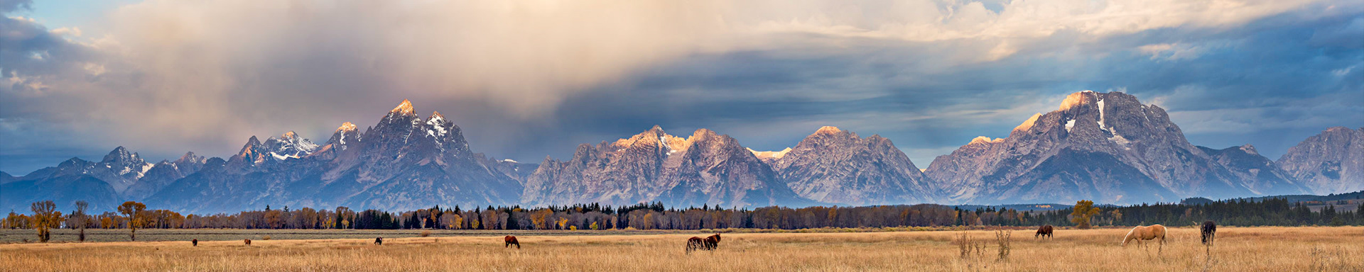 As the sun rises, even the horses stop to watch the light show.