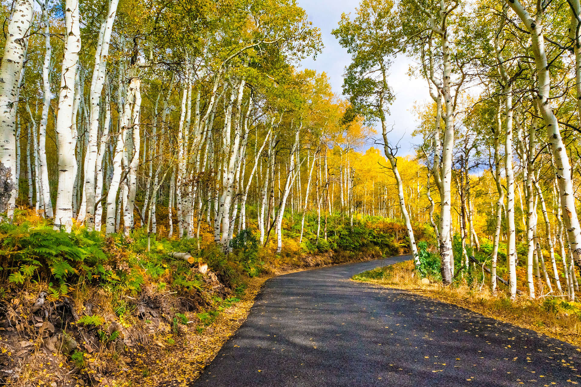 Aspen Road