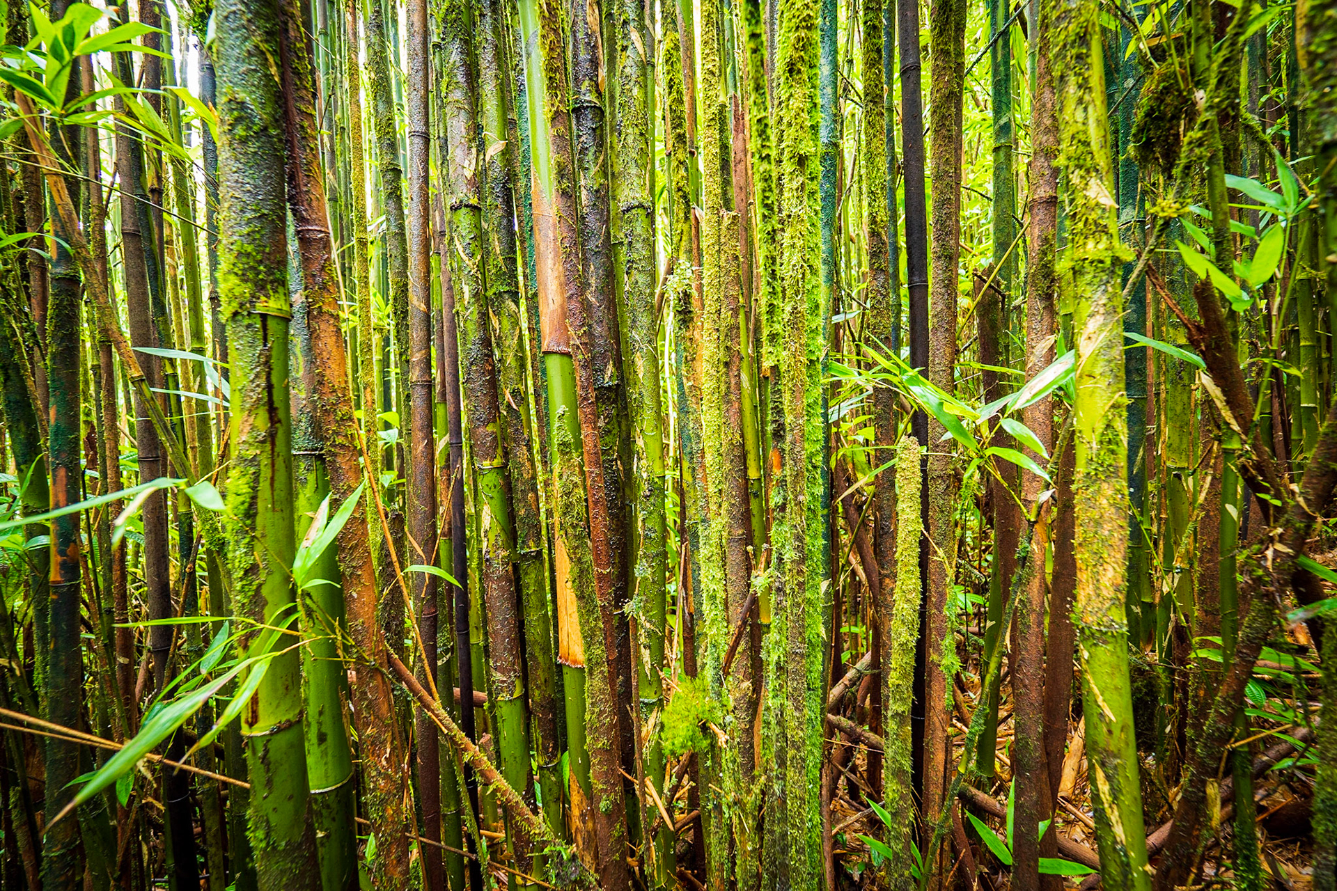 The Thicket