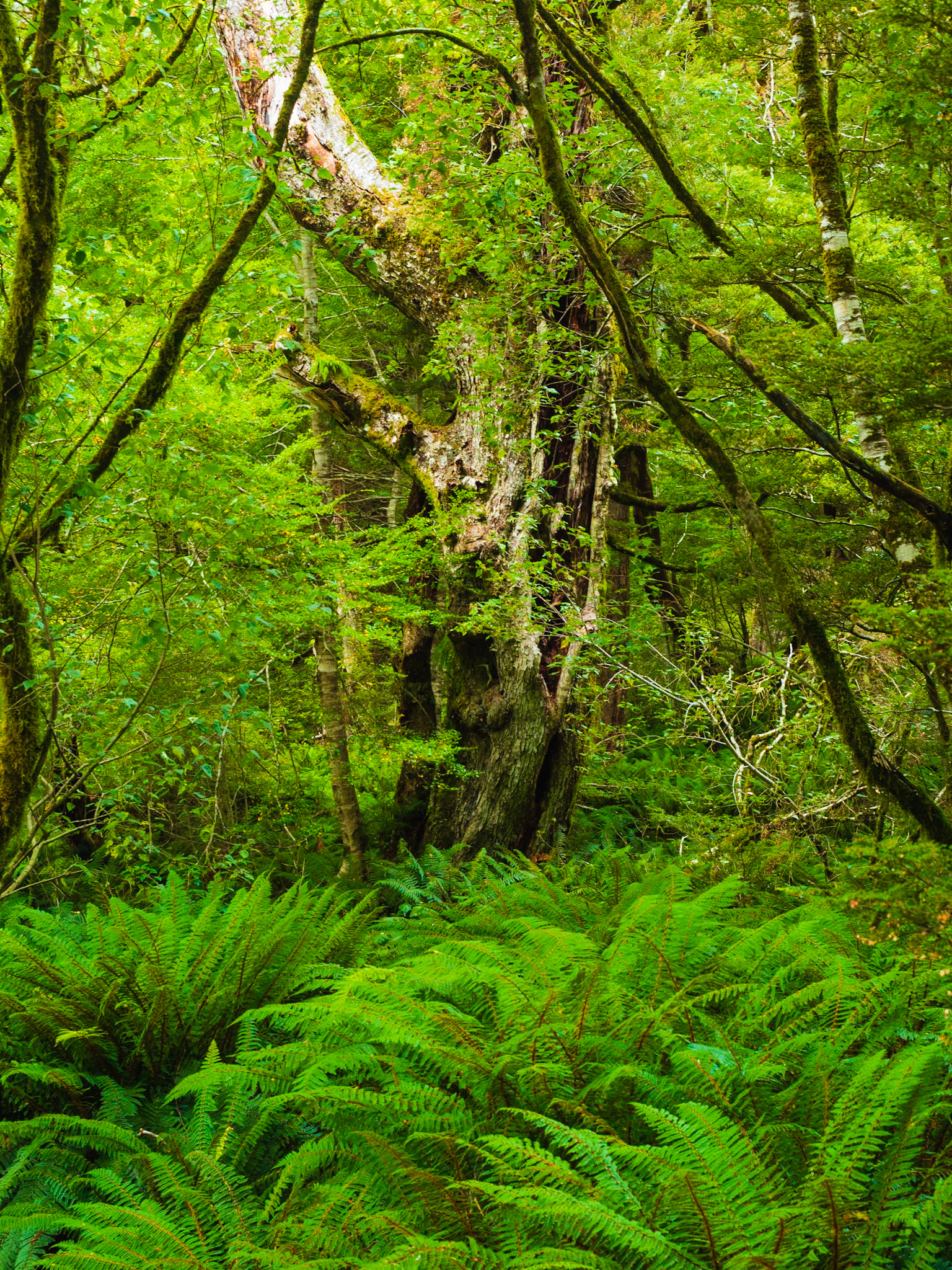 Rawa me Trees (Ferns and Trees)