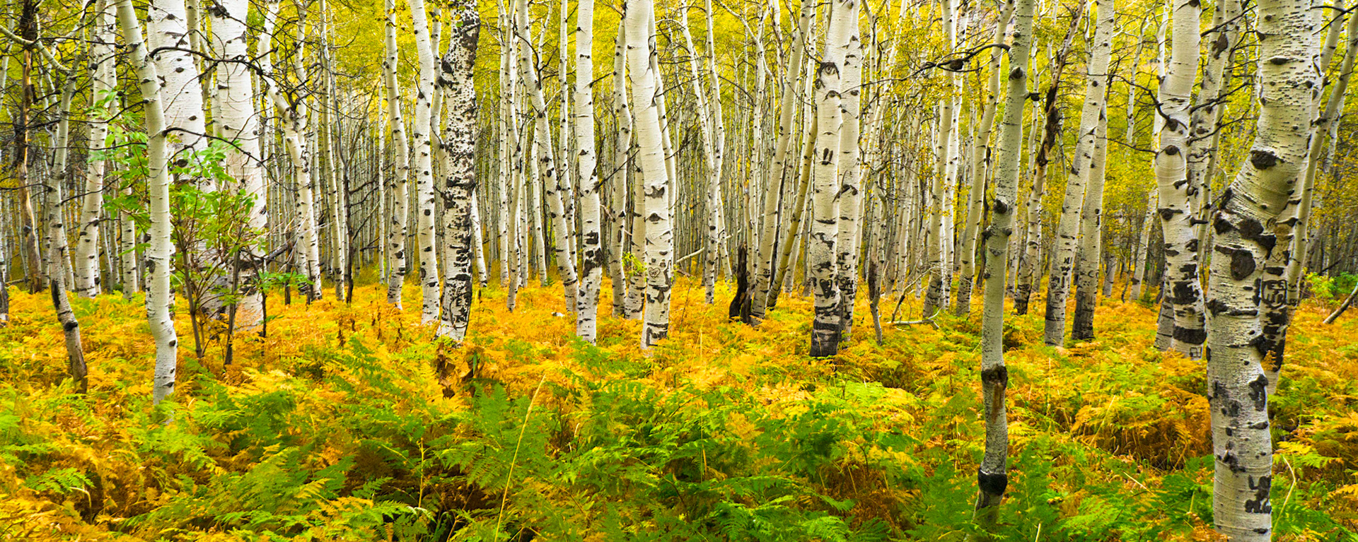 Whispering Aspens