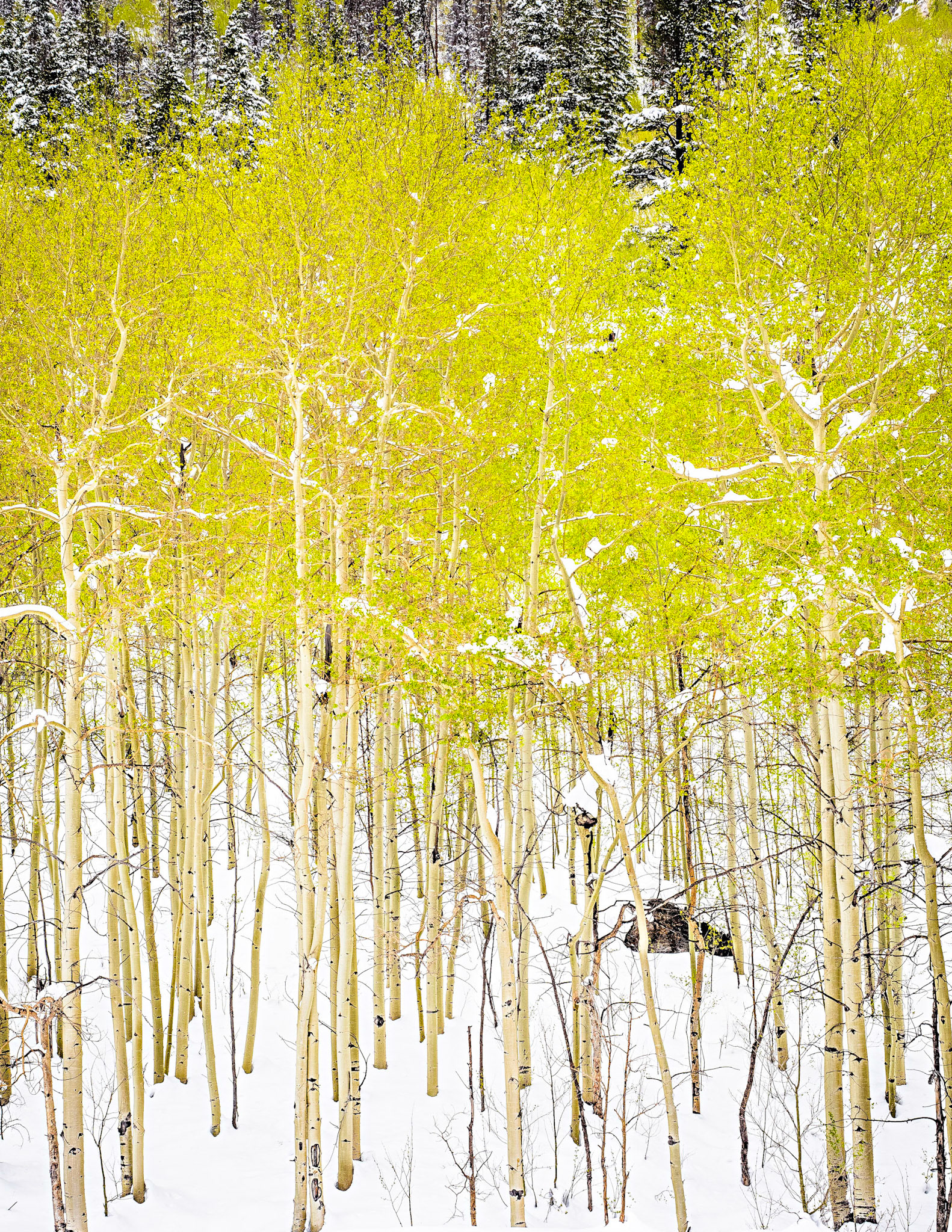 An Early Spring