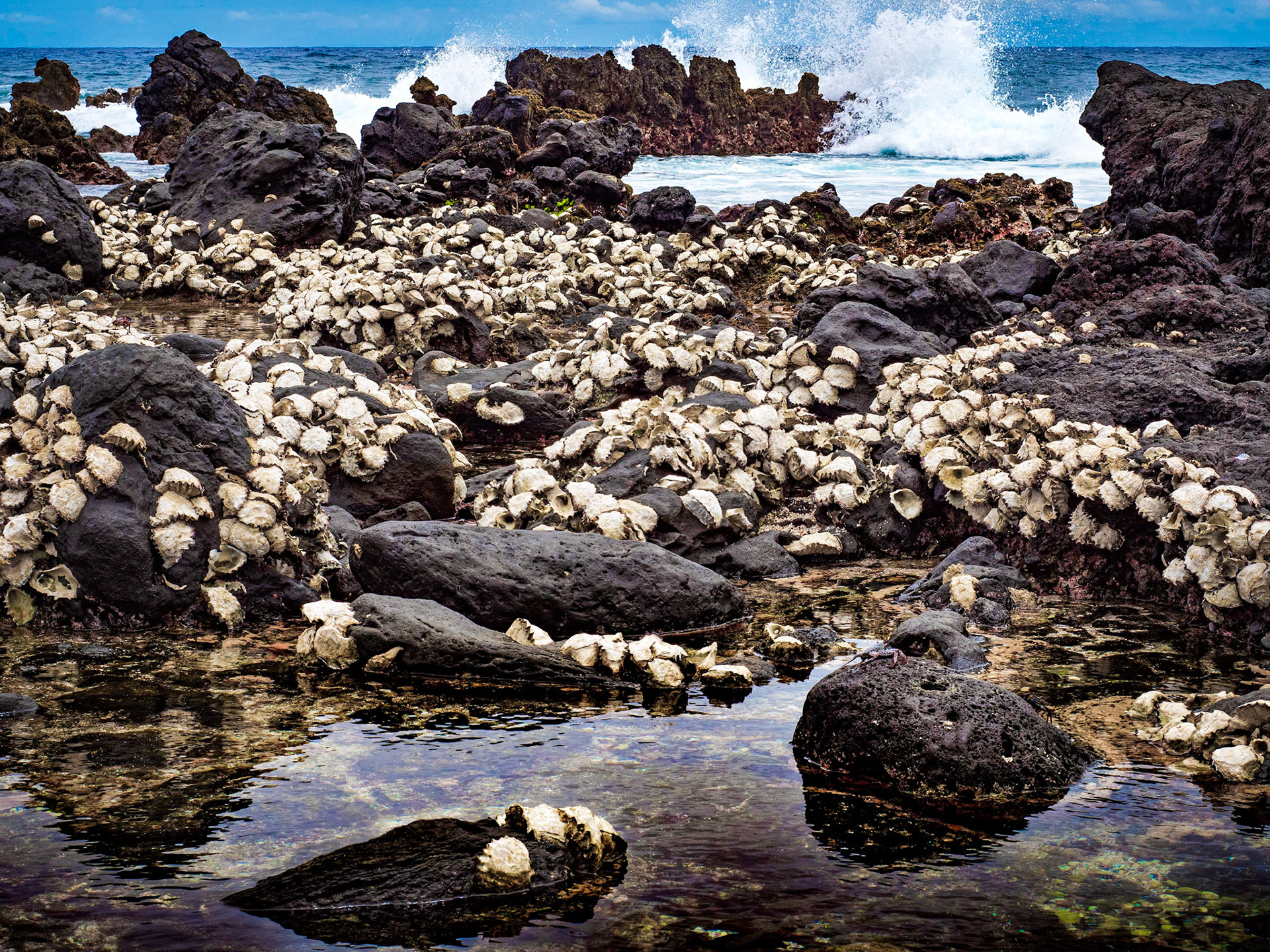 Shelly Beach