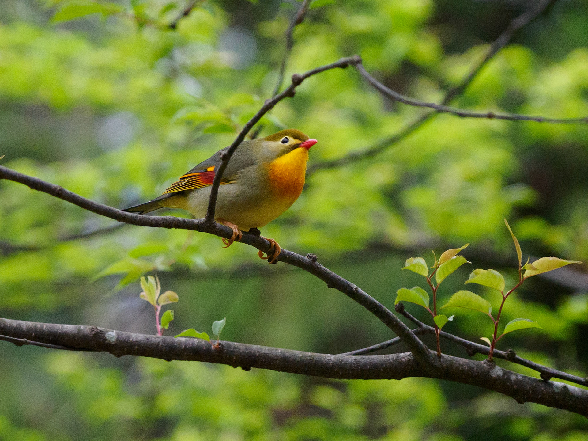 Red Billed Leiothrix