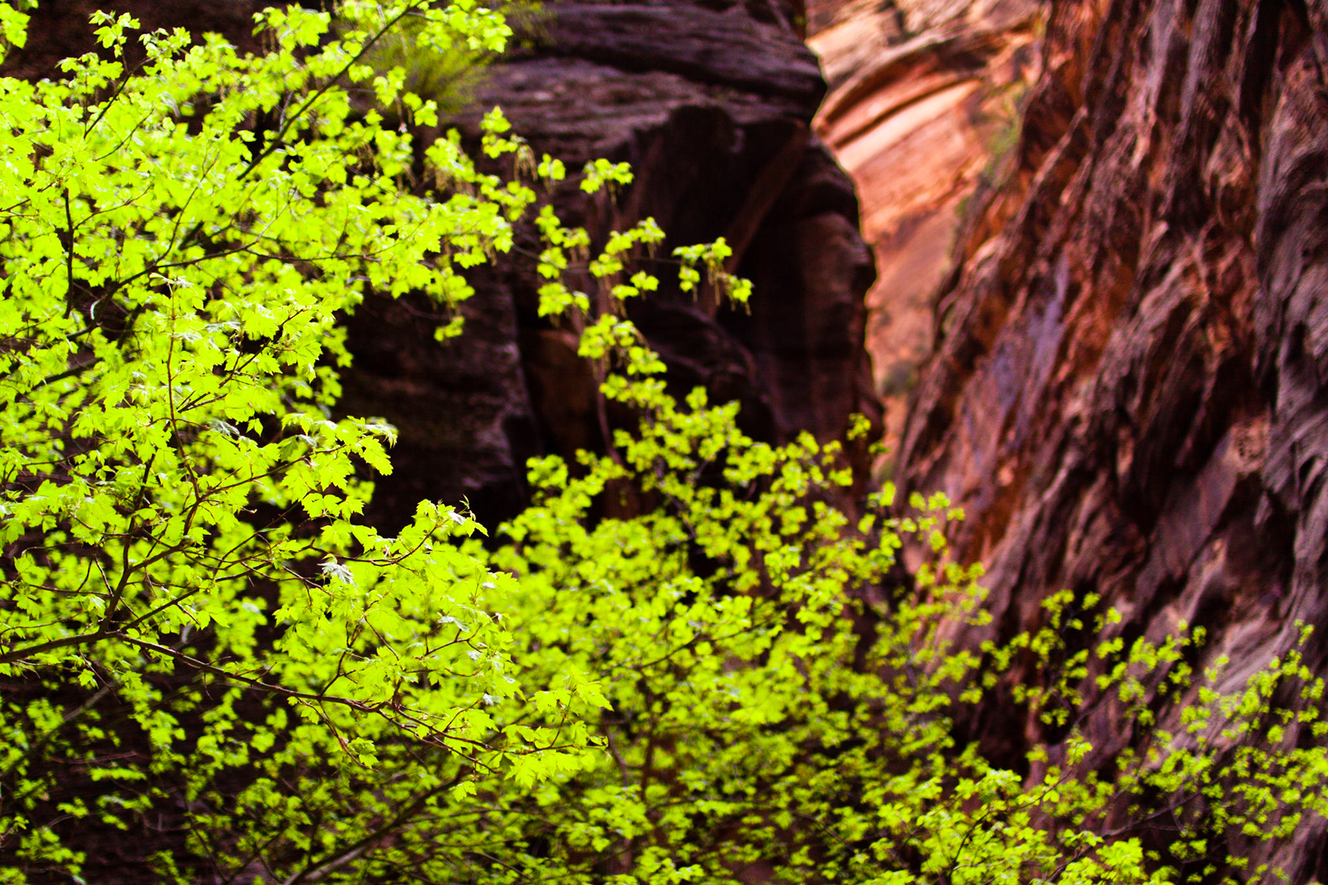 Green Leaves and Black Rock