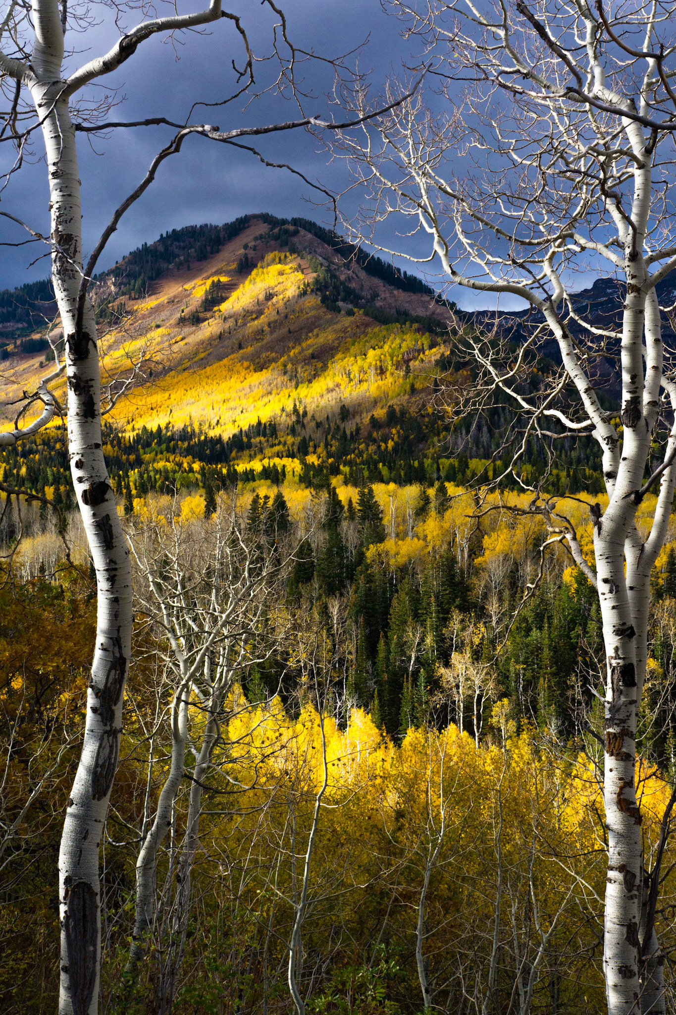 Autumn Coming