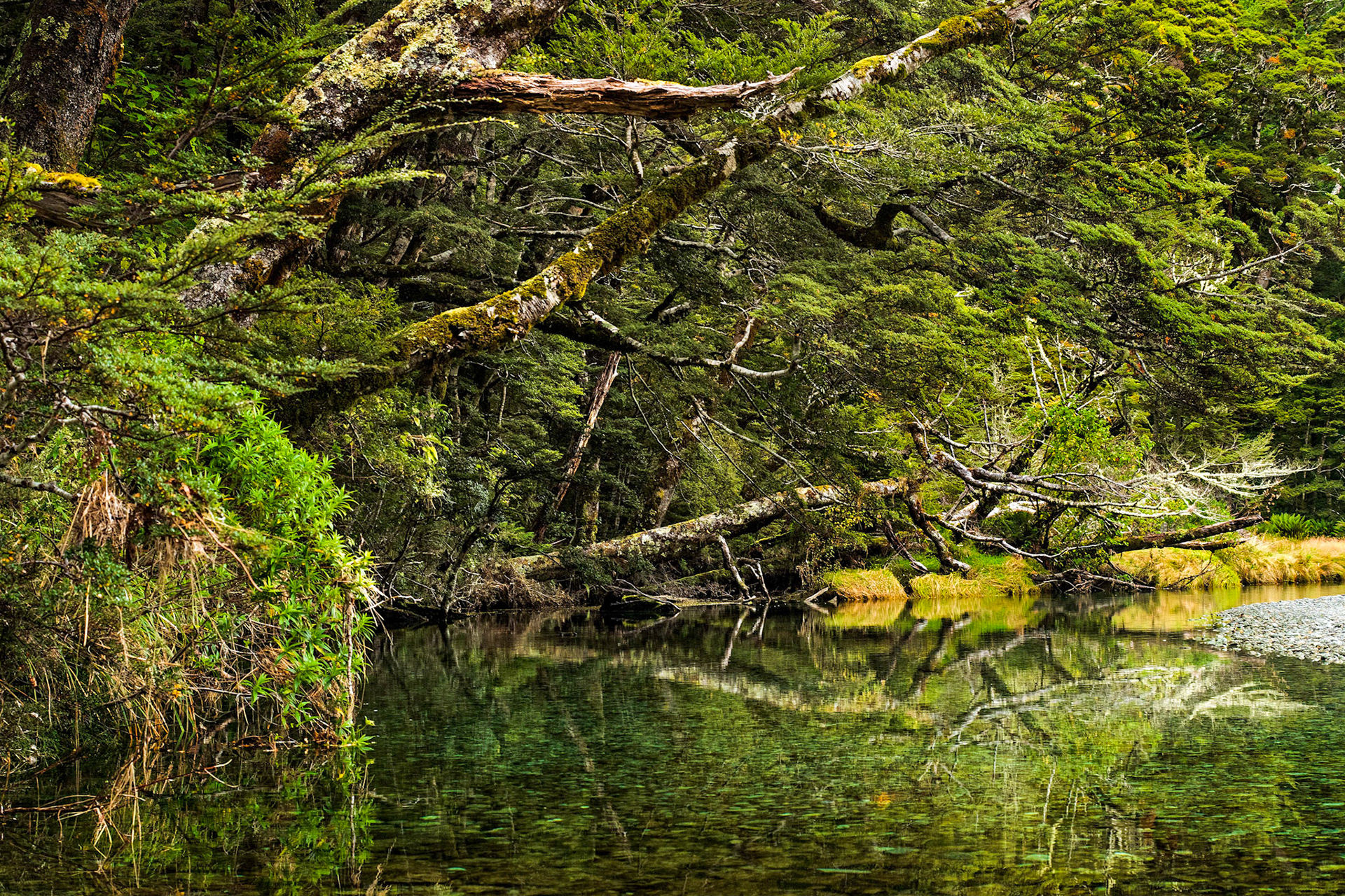 Branches and Riverbends