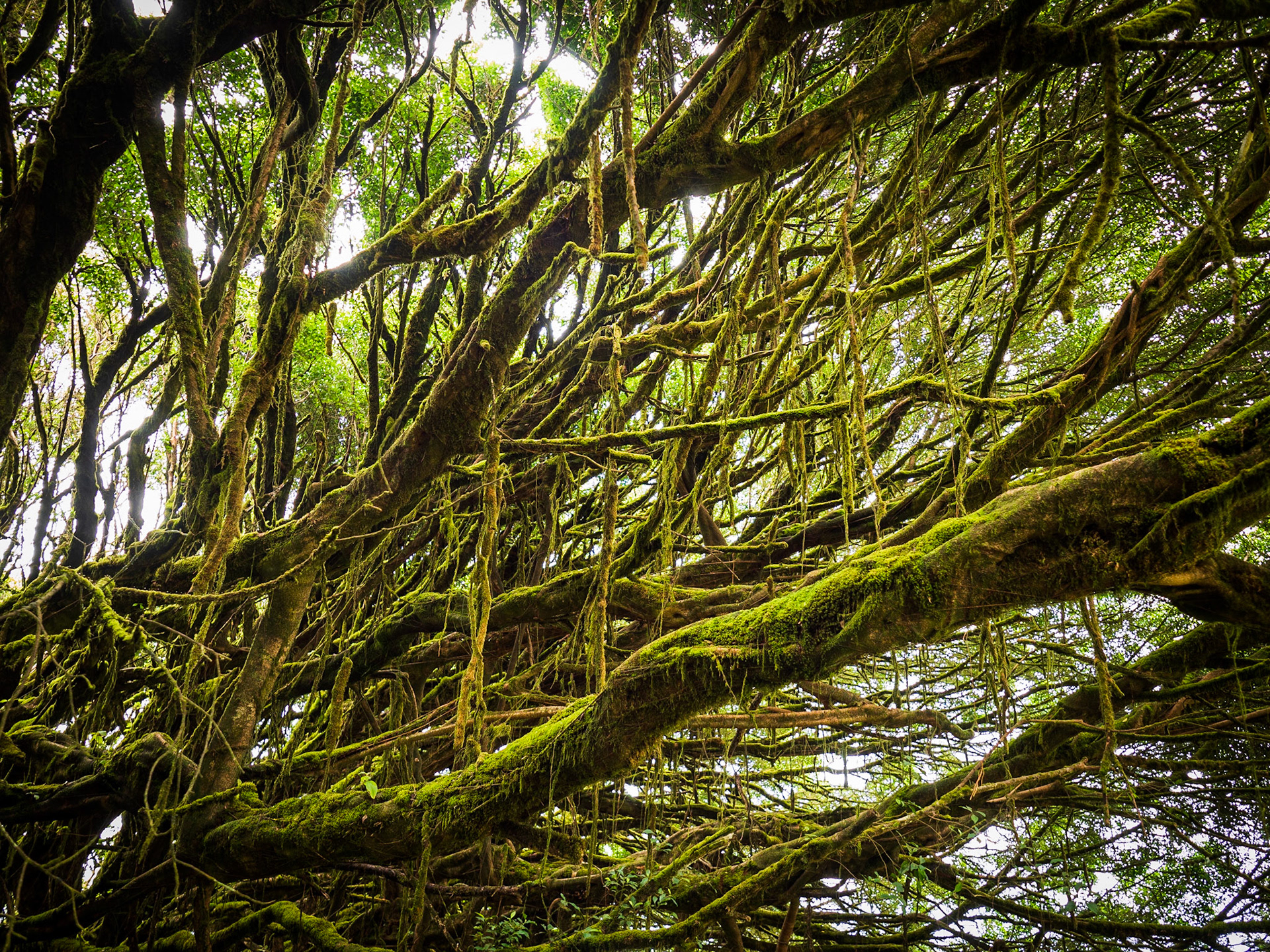 The Oldest Tree
