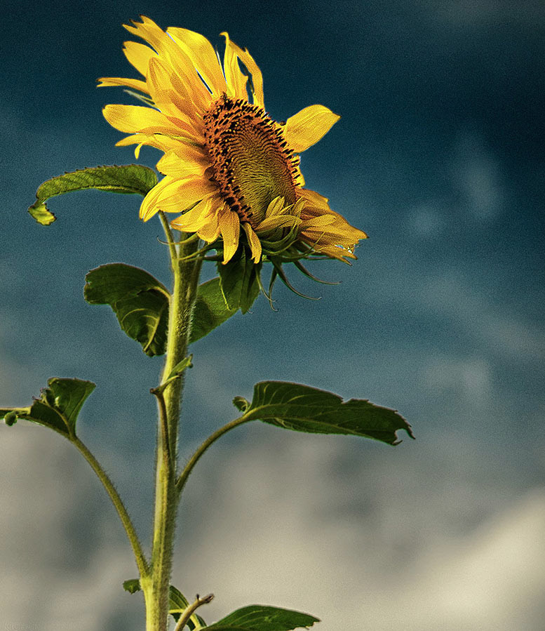 Sunflower at Ochs Orchard, Warwick, NY