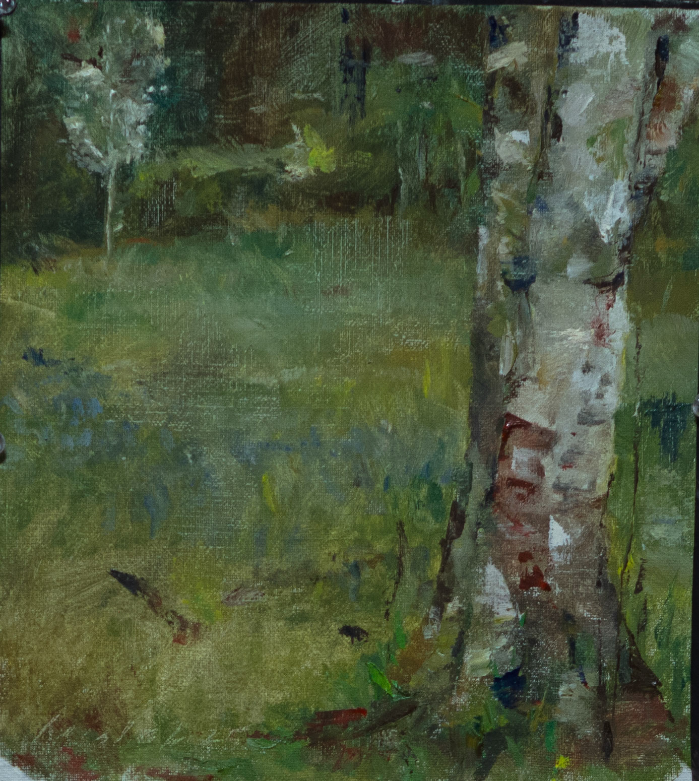 Birch