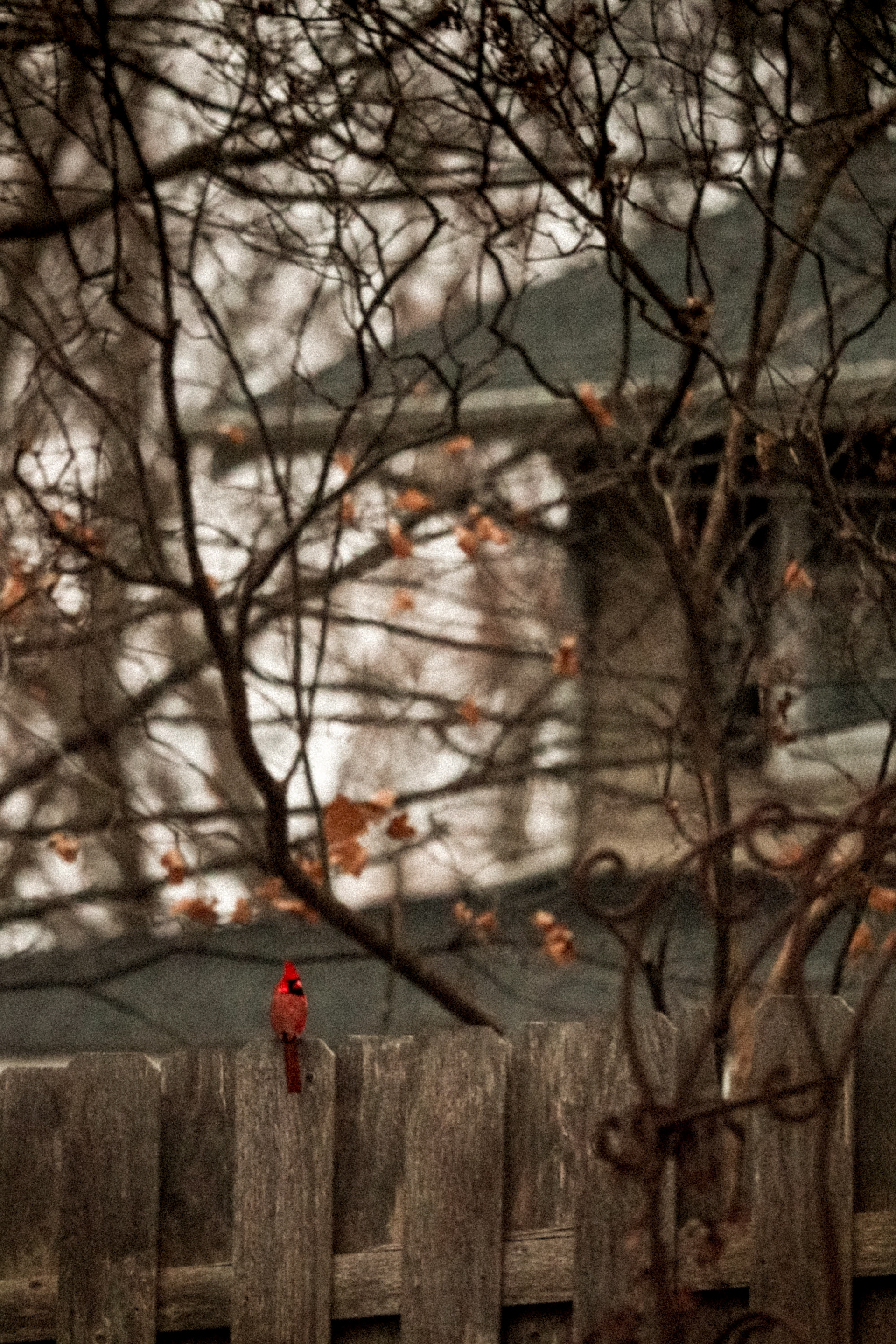 Male Cardinal in Mound, Minnesota. January 1, 2025