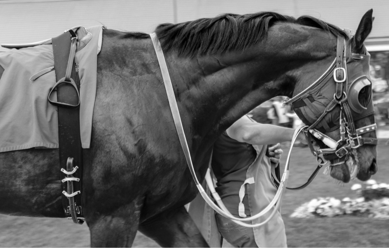 Canterbury Park. Shakopee, Minnesota. June 2015
