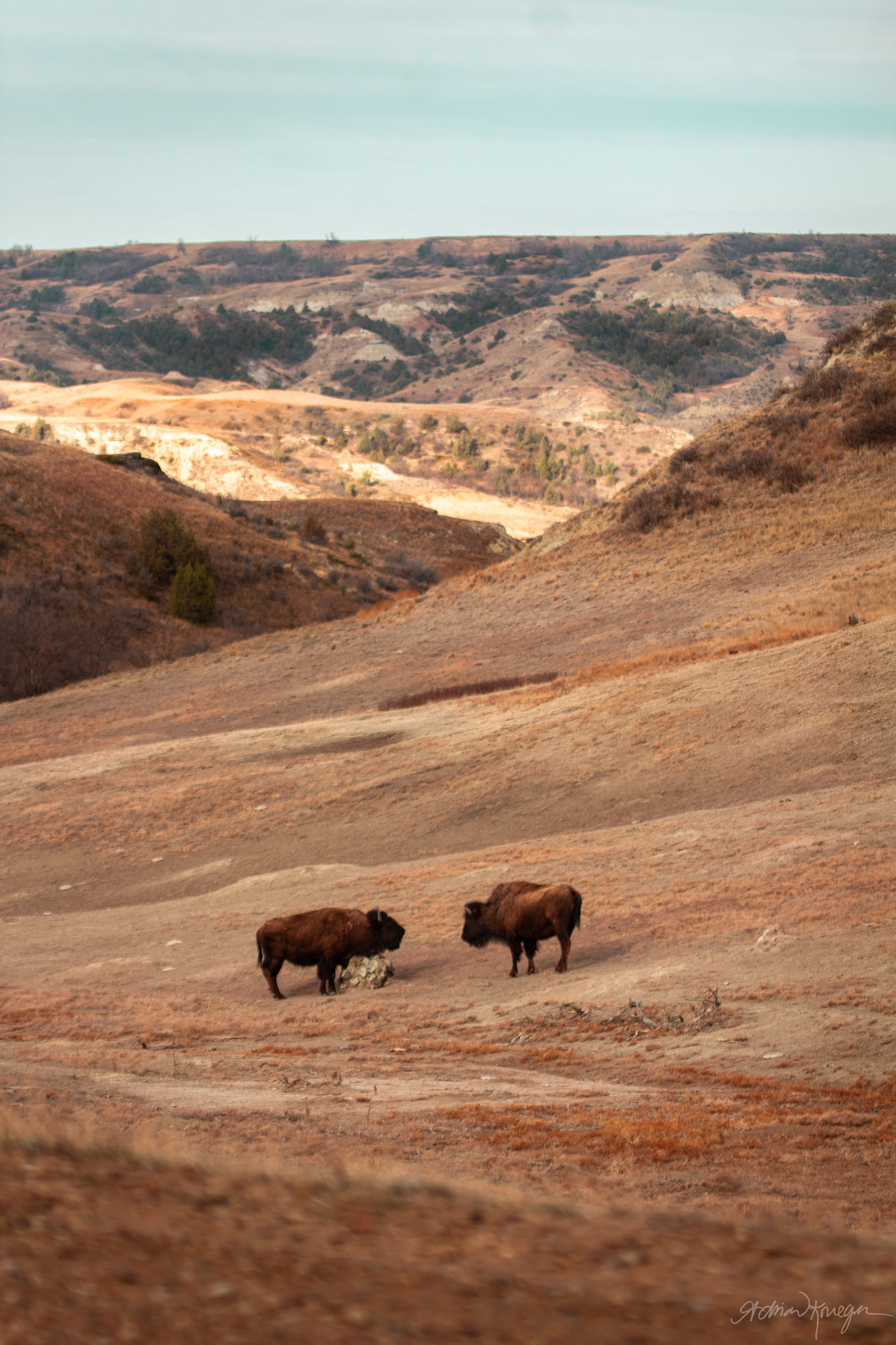 Bison in Theodore Roosevelt National Park, North Dakota. April 2021