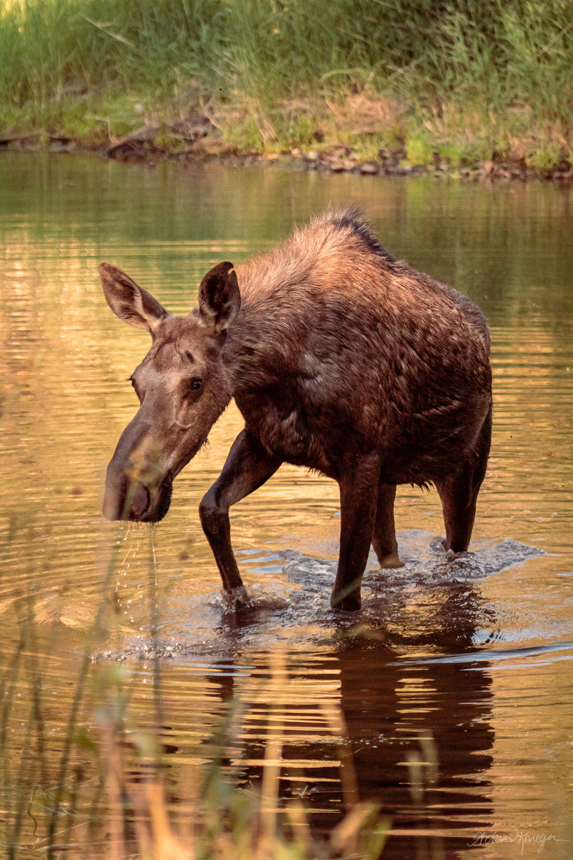 Rock Creek, Montana. July 2021