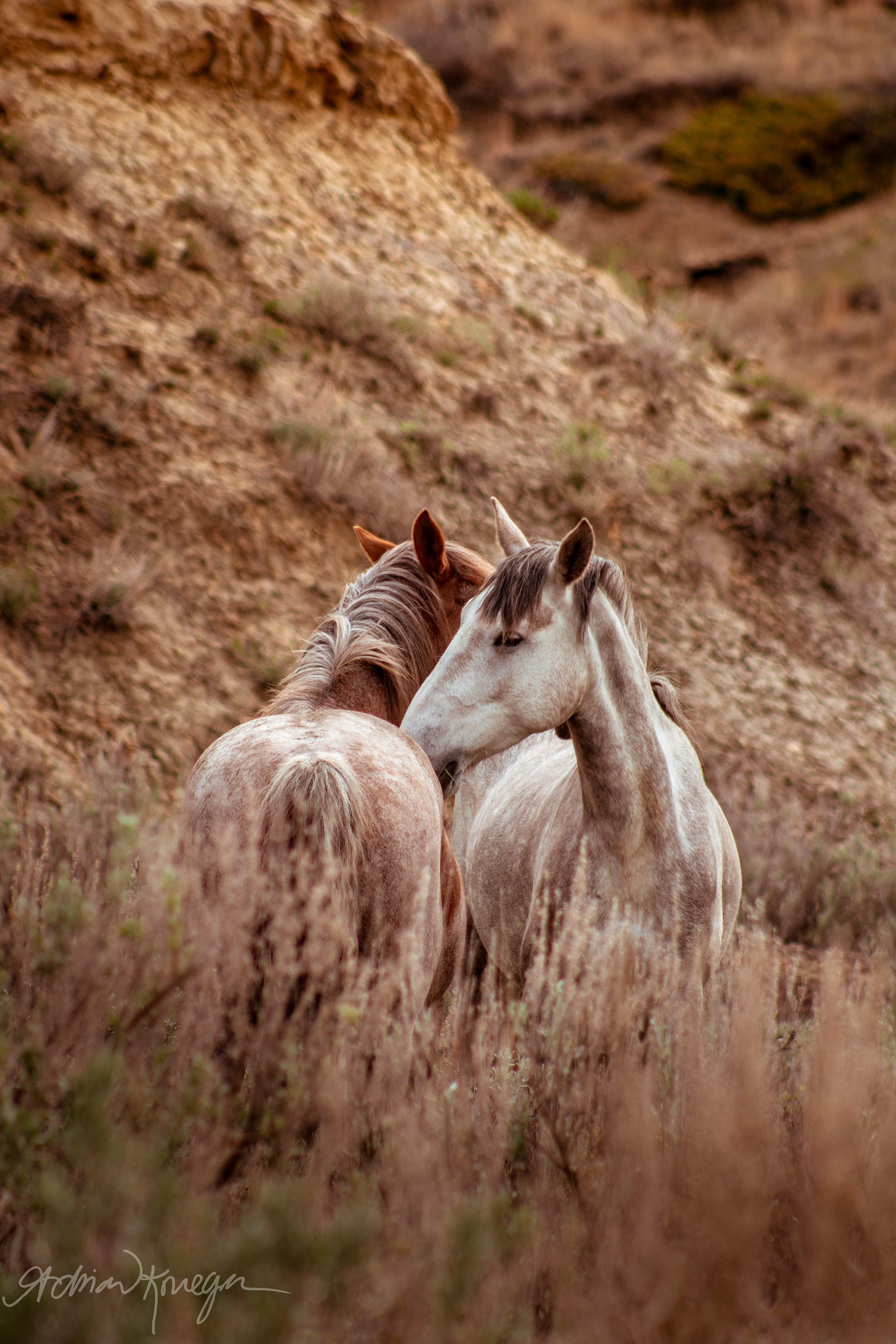 Theodore Roosevelt National Park, North Dakota. May 2019