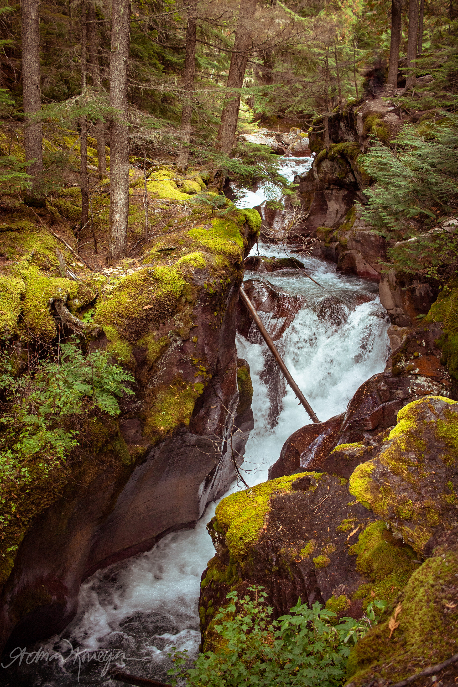 Avalanche Creek running through Glacier National Park, Montana. Summer 2019