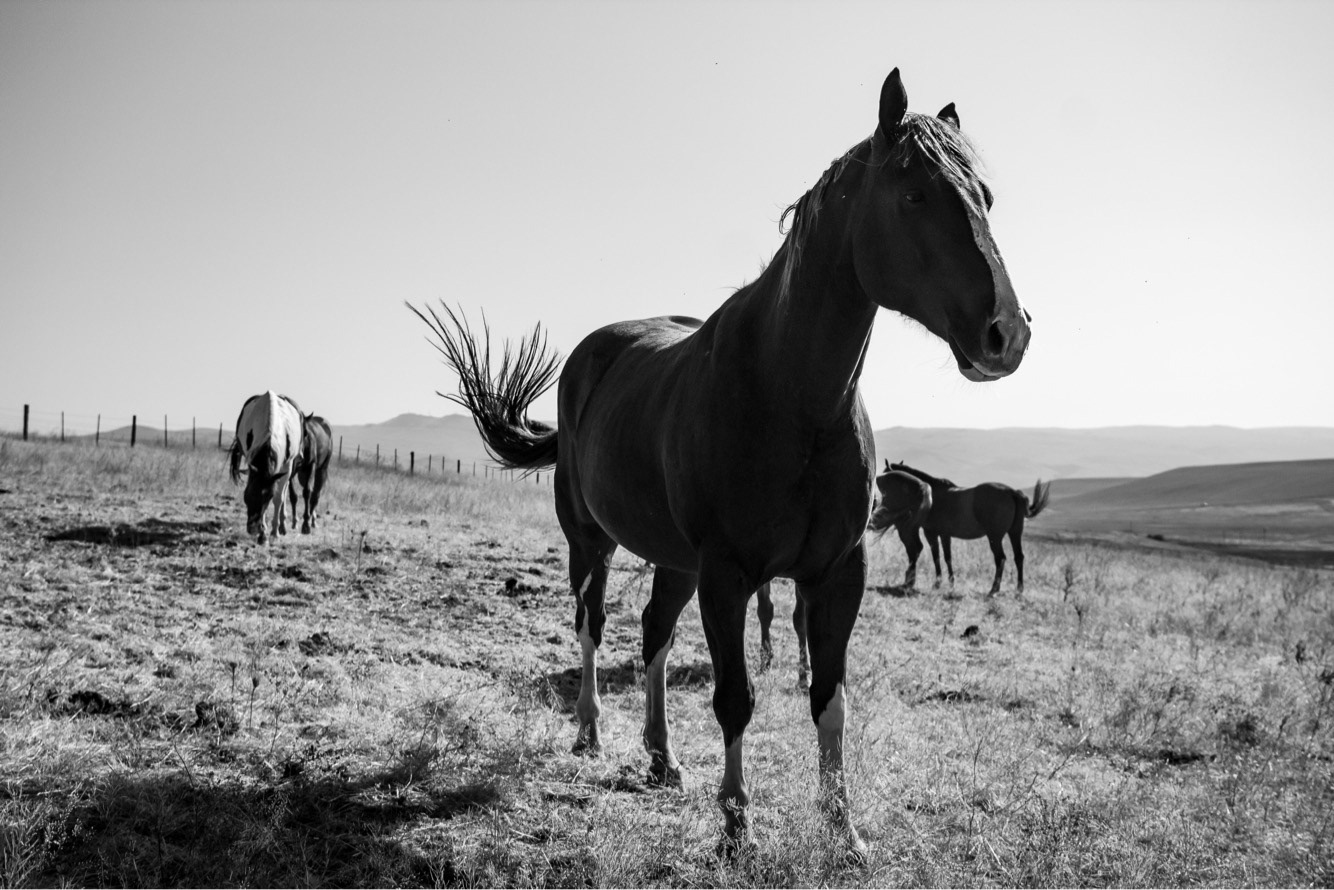 Rock Creek Cattle Company. Deer Lodge, Montana. Summer 2018