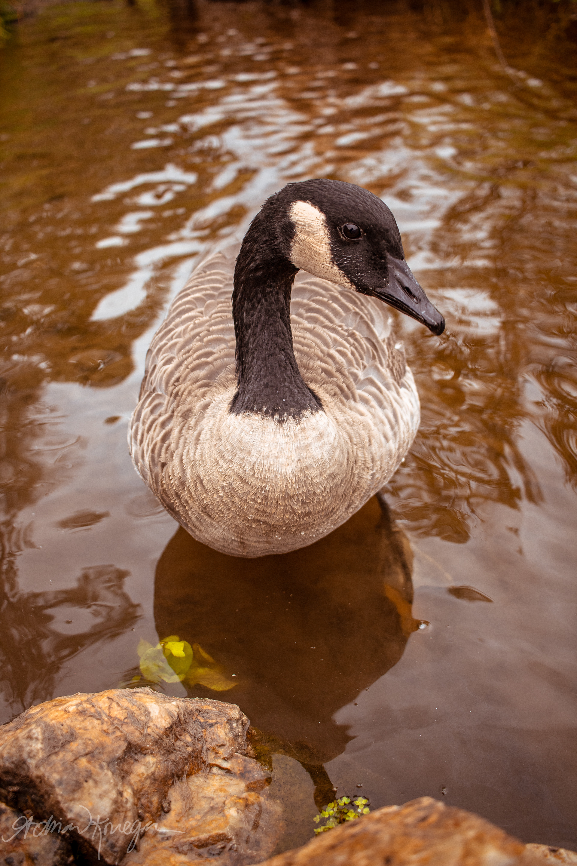 Jerry, a Canadian Goose swimming in the Clark Fork River in Deer Lodge, Montana. Summer 2020