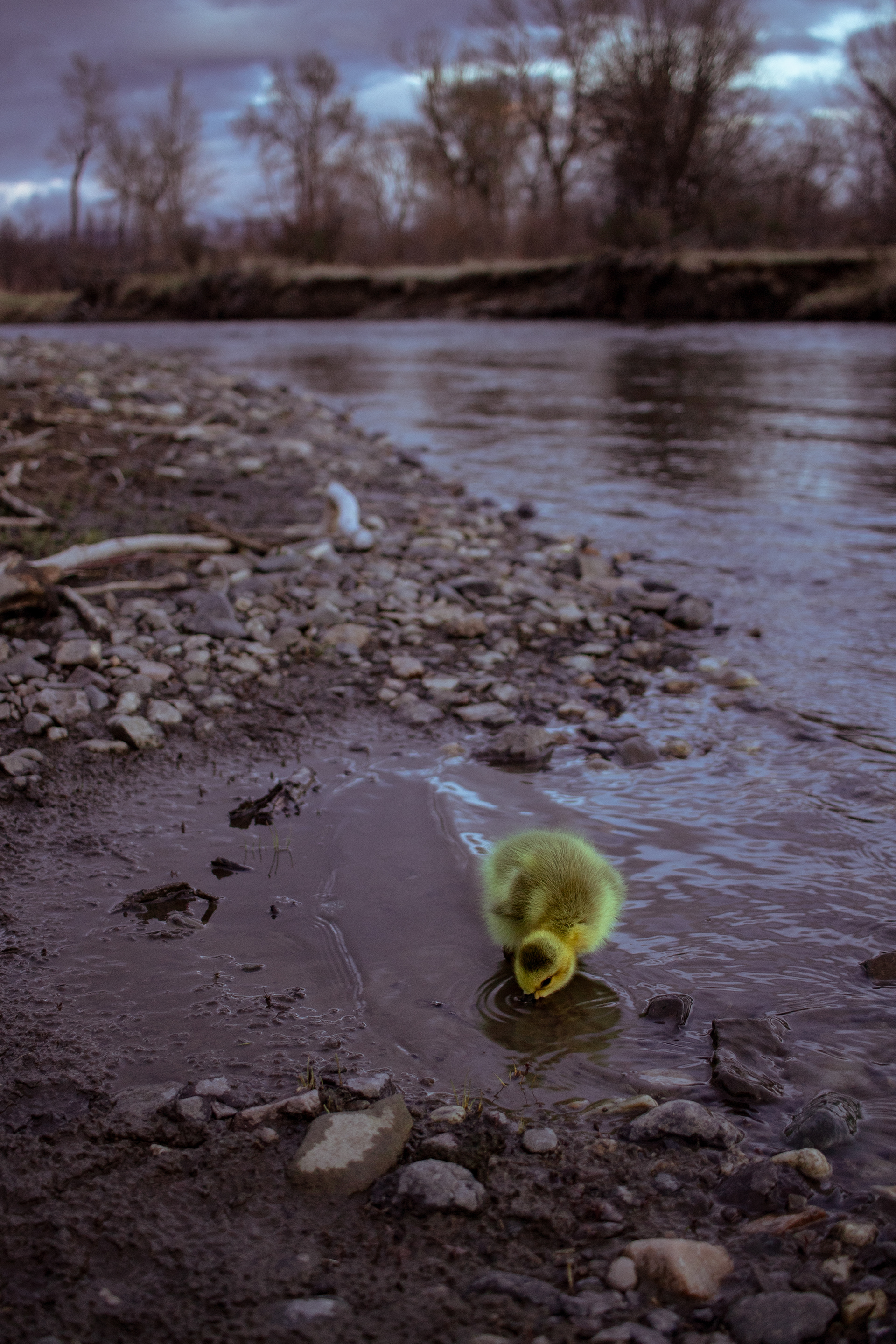 Jerry, a Canadian Gosling swimming in the Clark Fork River in Deer Lodge, Montana. Spring 2020