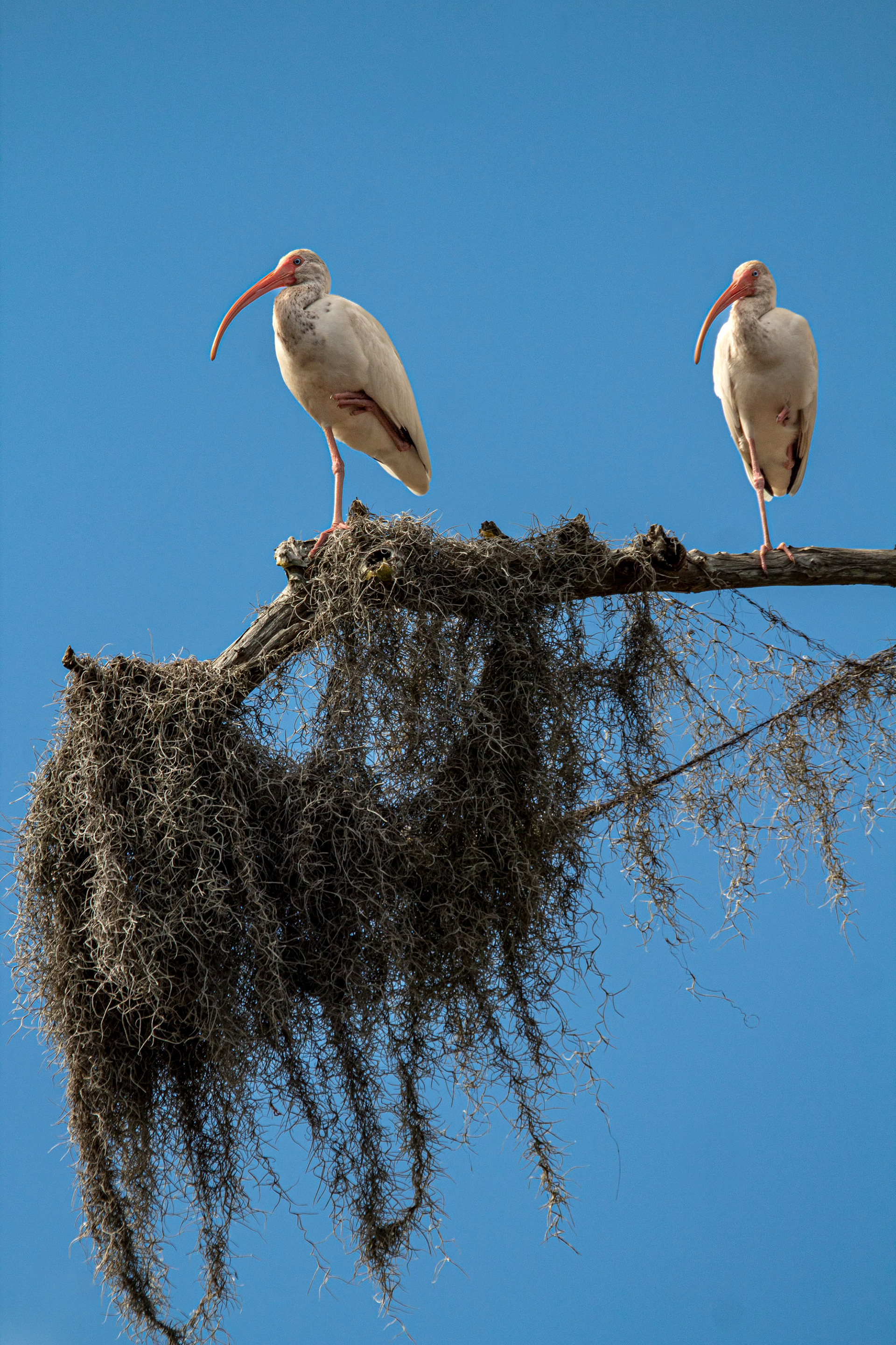 Ibis on the Loxahatchee River. Johnathan Dickinson State Park. Hobe Sound, Florida. February 10, 2024