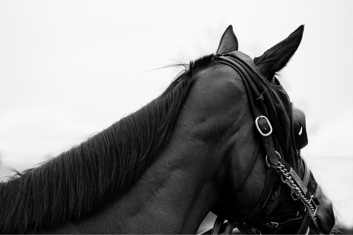 Canterbury Park. Shakopee, Minnesota. May 2018