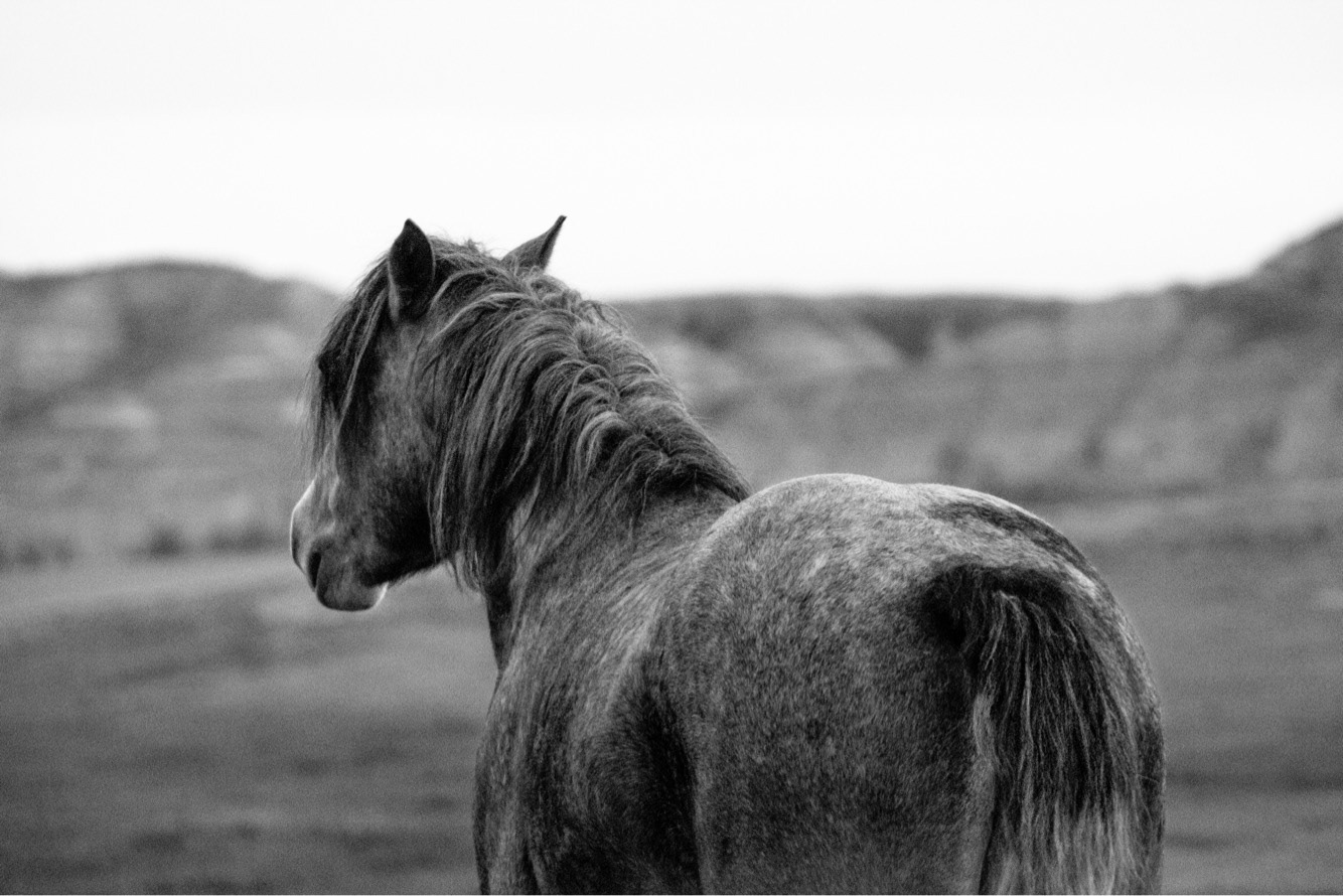 Theodore Roosevelt National Park, North Dakota. October 2017