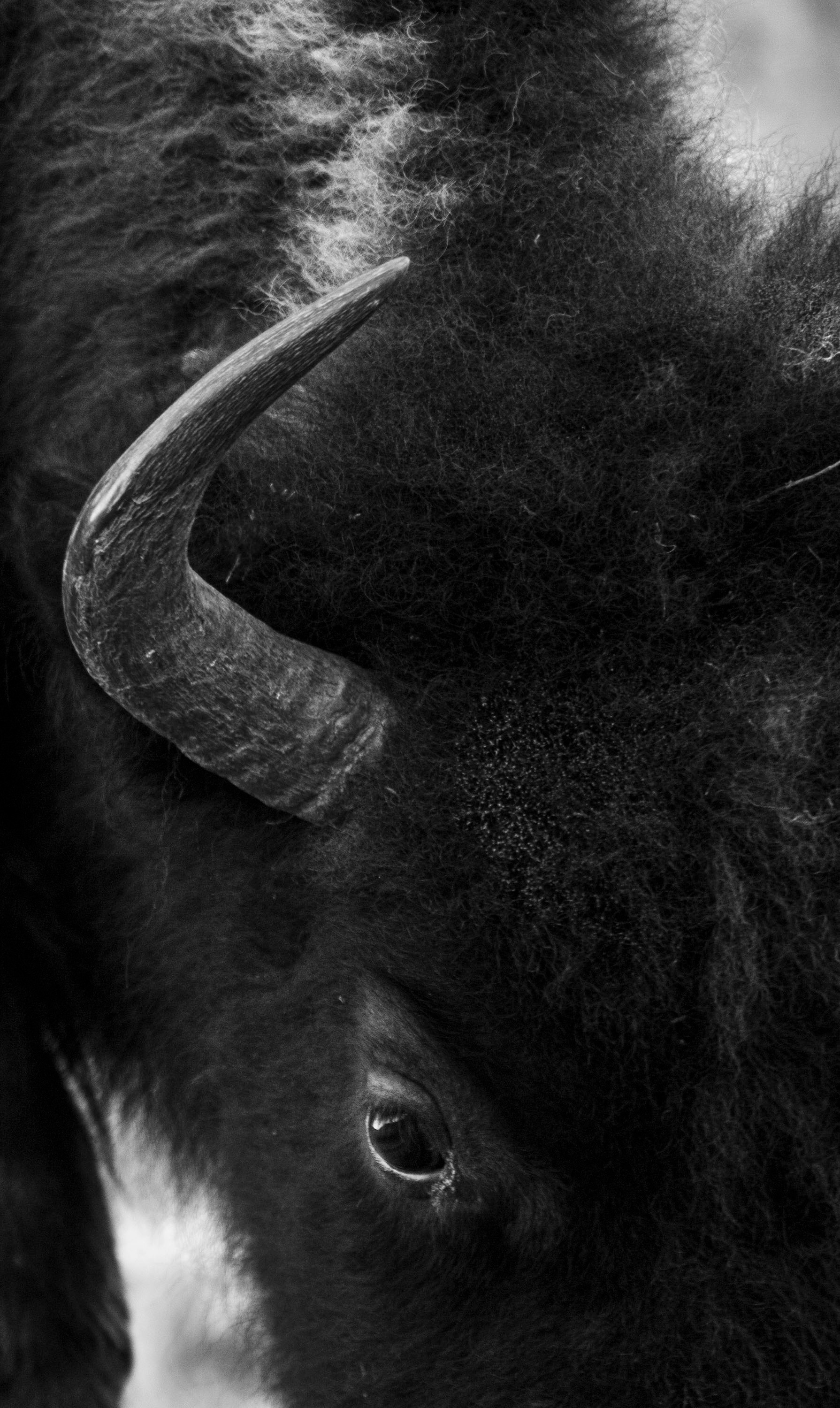 Bison in Theodore Roosevelt National Park, North Dakota. May 2017