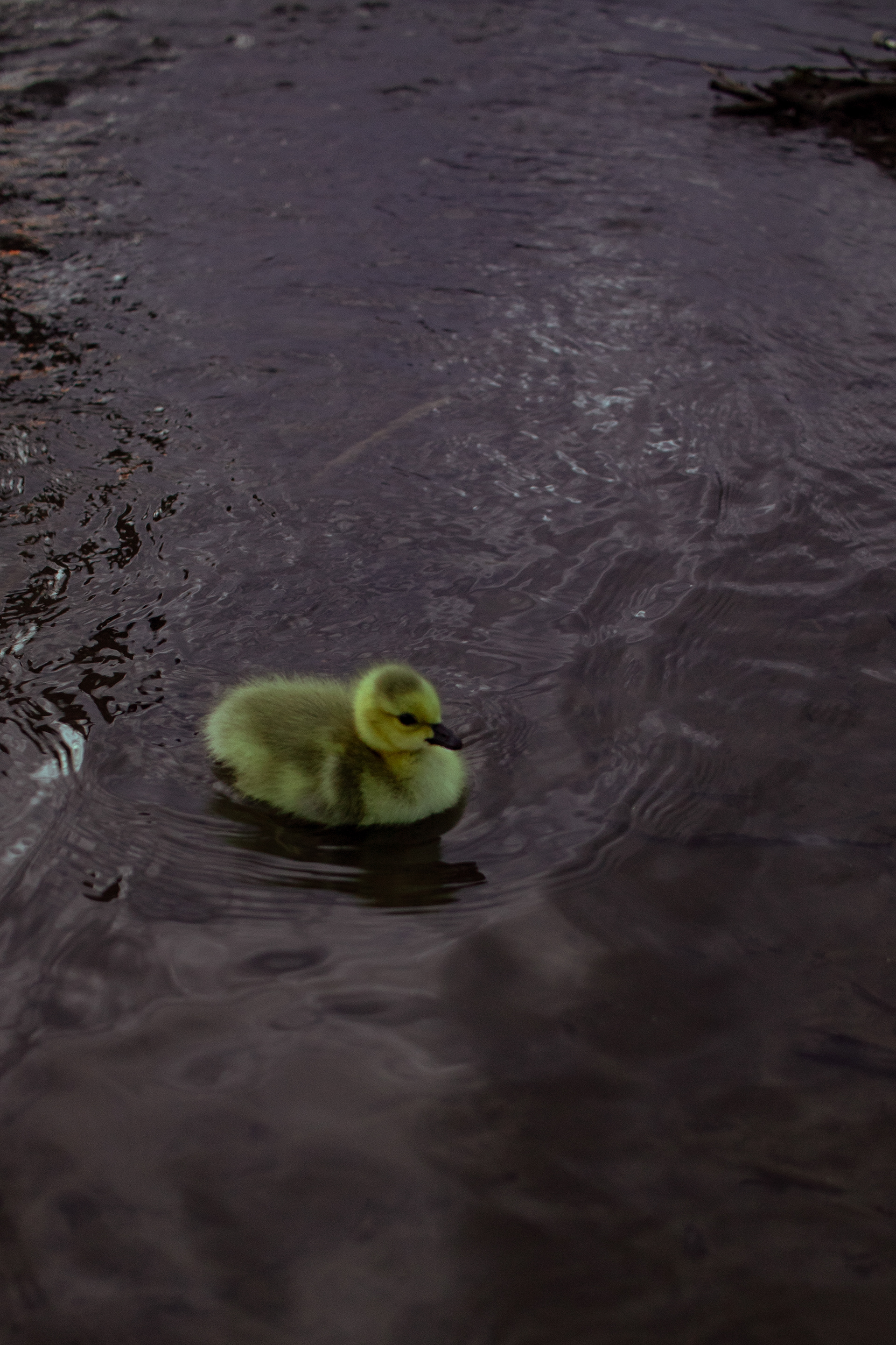 Jerry, a Canadian Gosling swimming in the Clark Fork River in Deer Lodge, Montana. Spring 2020