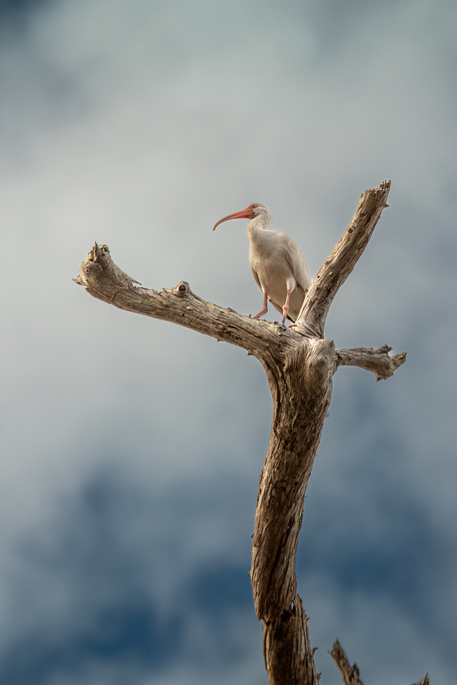 Ibis on the Loxahatchee River. Johnathan Dickinson State Park. Hobe Sound, Florida. February 10, 2024