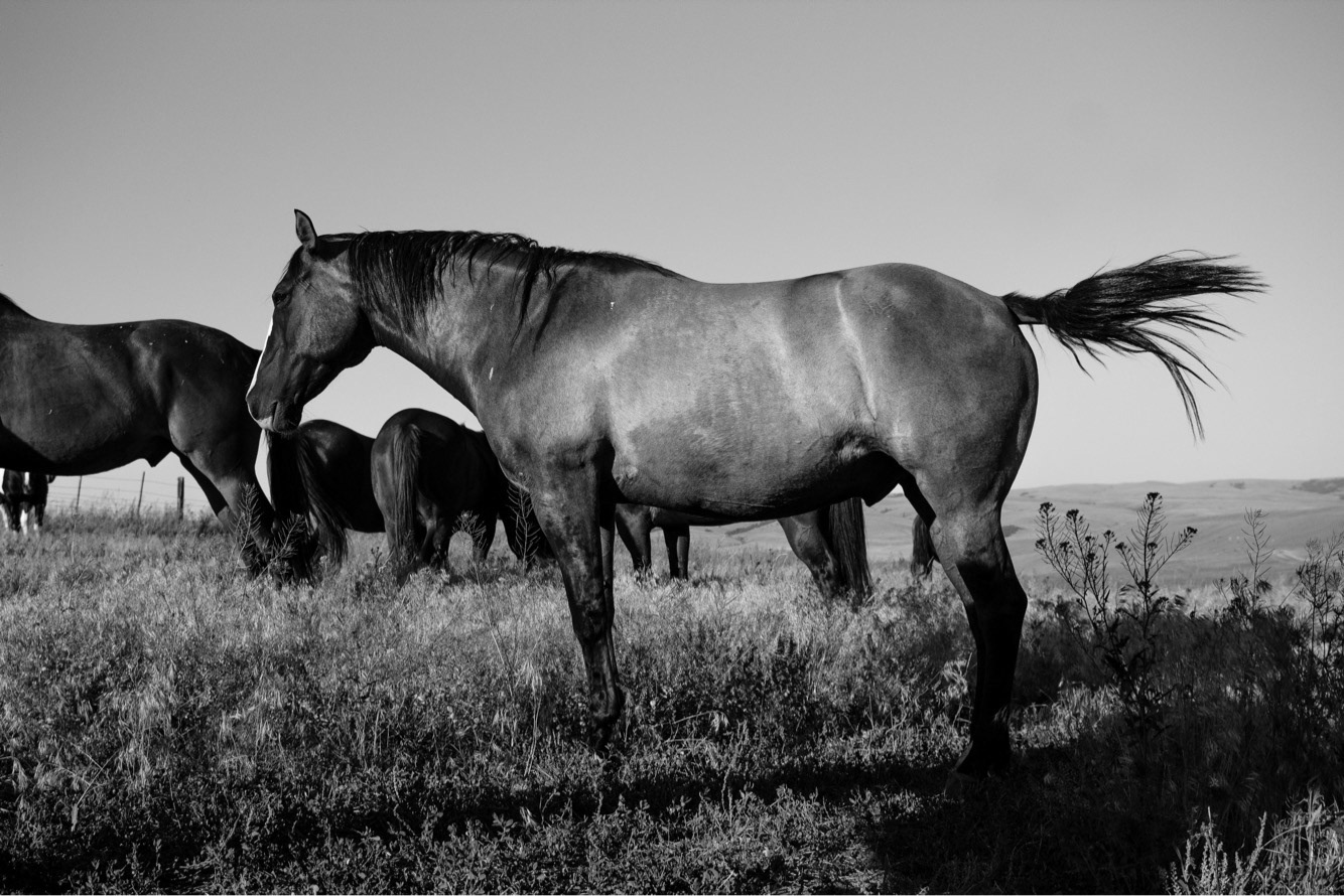 Rock Creek Cattle CoRock Creek Cattle Company. Deer Lodge, Montana. Summer 2018mpany. Deer Lodge, Montana. Summer 2017