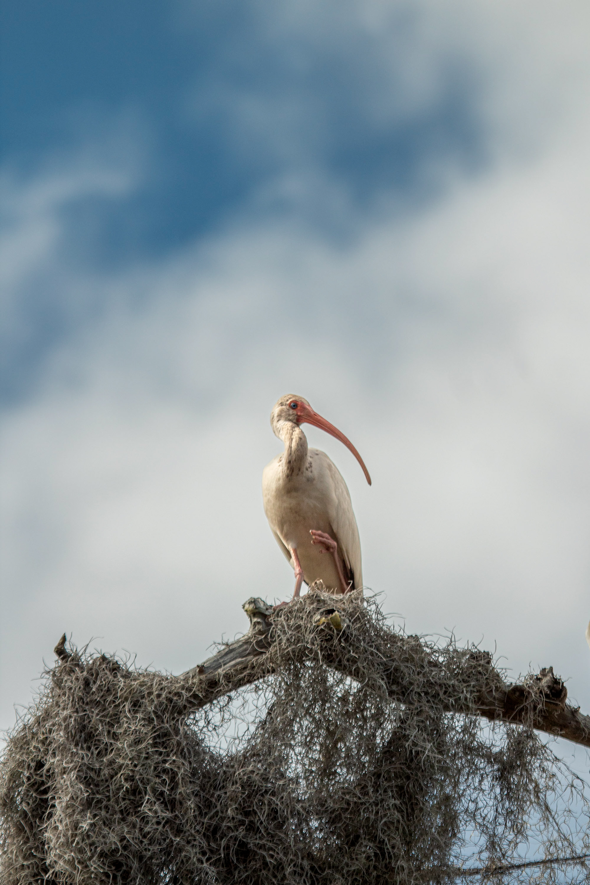 Ibis on the Loxahatchee River. Johnathan Dickinson State Park. Hobe Sound, Florida. February 10, 2024