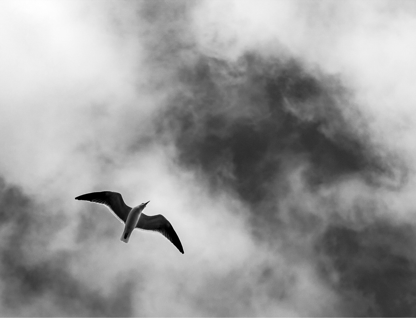 Seagull in South Florida