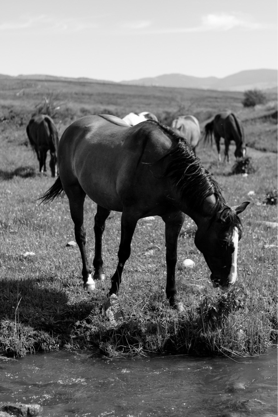 Rock Creek Rock Creek Cattle Company. Deer Lodge, Montana. Summer 2018Cattle Company. Deer Lodge, Montana. Summer 2017