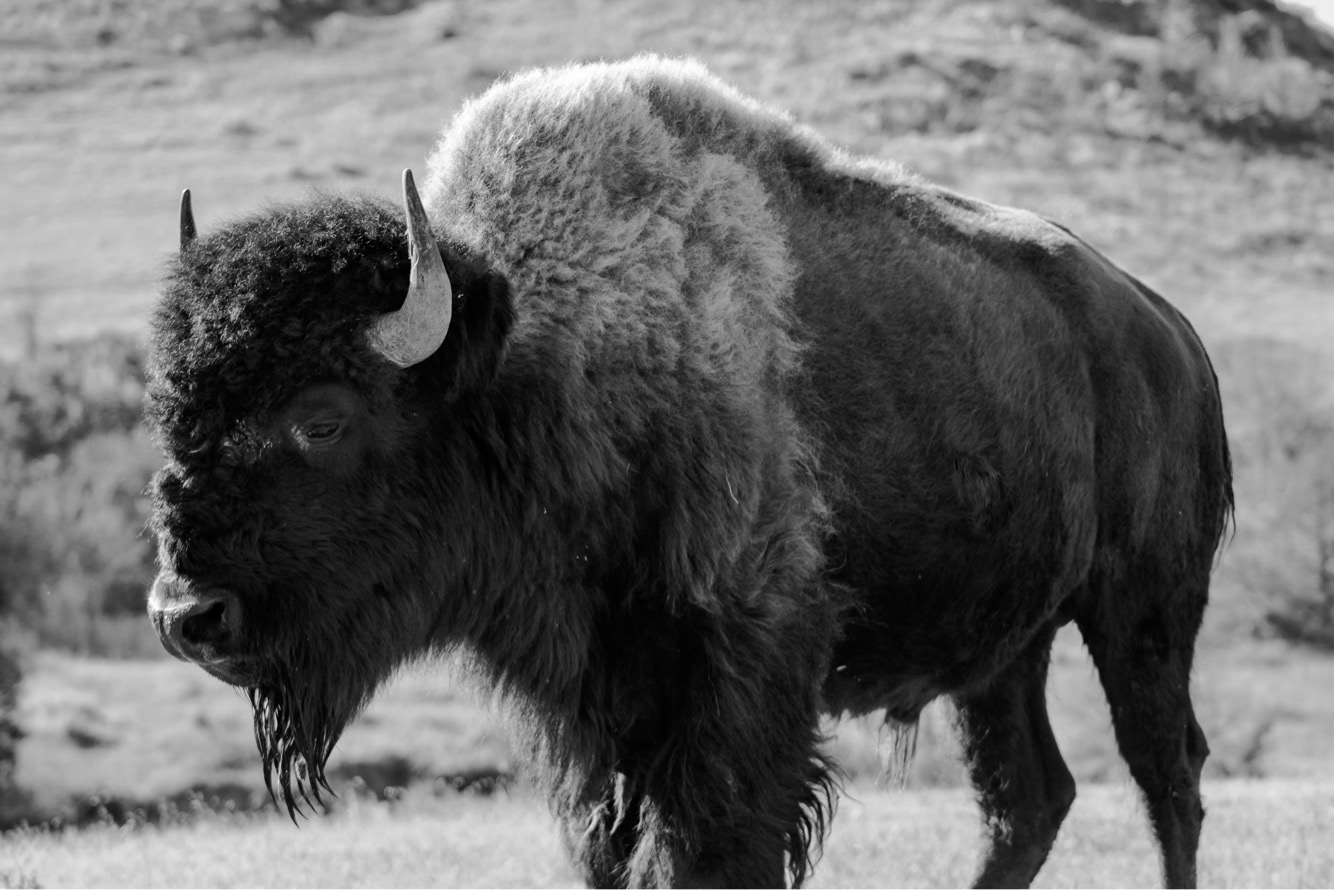 Bison in Theodore Roosevelt National Park, North Dakota. May 2017