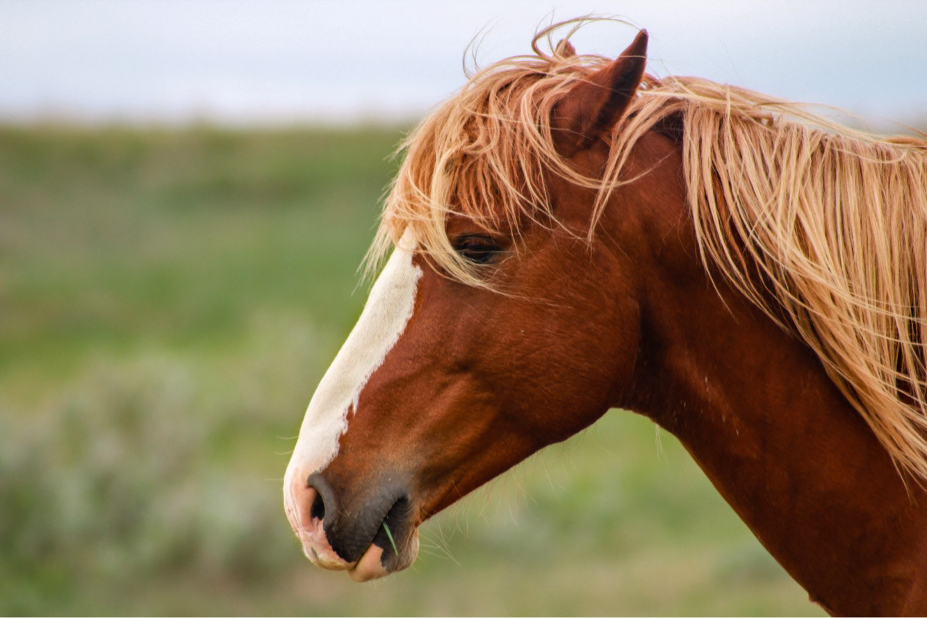 Flax, a band stallion at Theodore Roosevelt National Park, North Dakota. May 2017