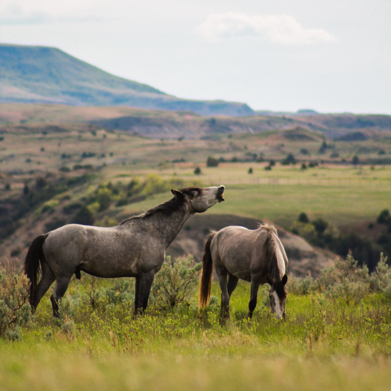 Theodore Roosevelt National Park, North Dakota. May 2017