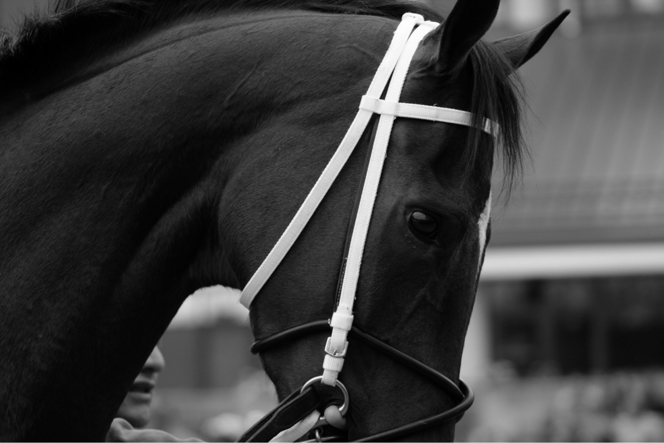 Canterbury Park. Shakopee, Minnesota. May 2018