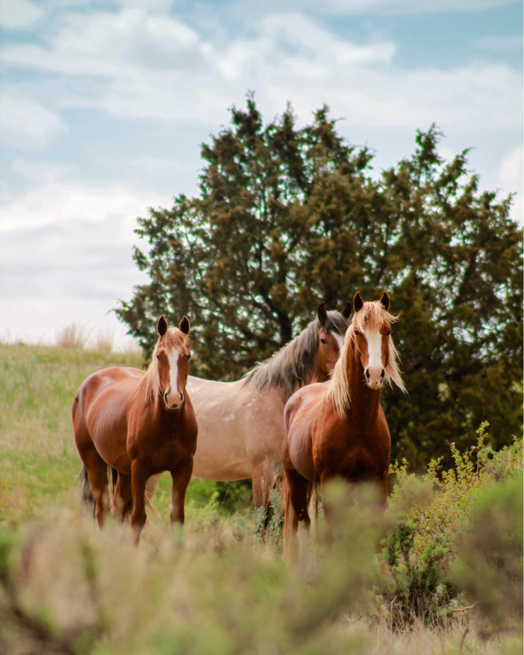Flax with his mares at Theodore Roosevelt National Park, North Dakota. May 2017