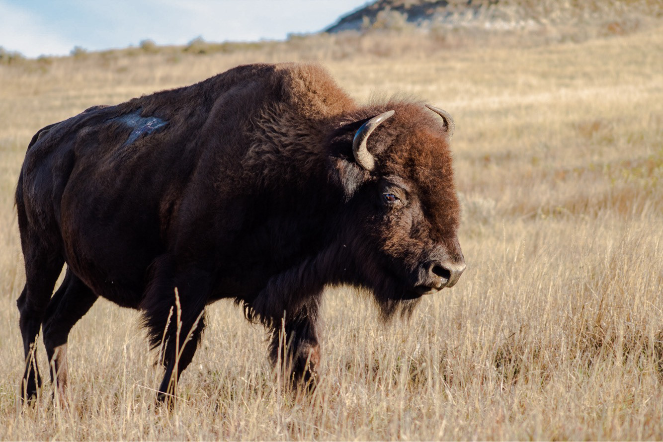 Bison in Theodore Roosevelt National Park, North Dakota. May 2017