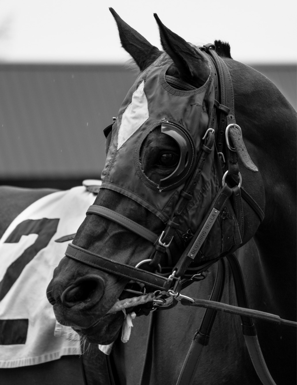 Canterbury Park. Shakopee, Minnesota. May 2018