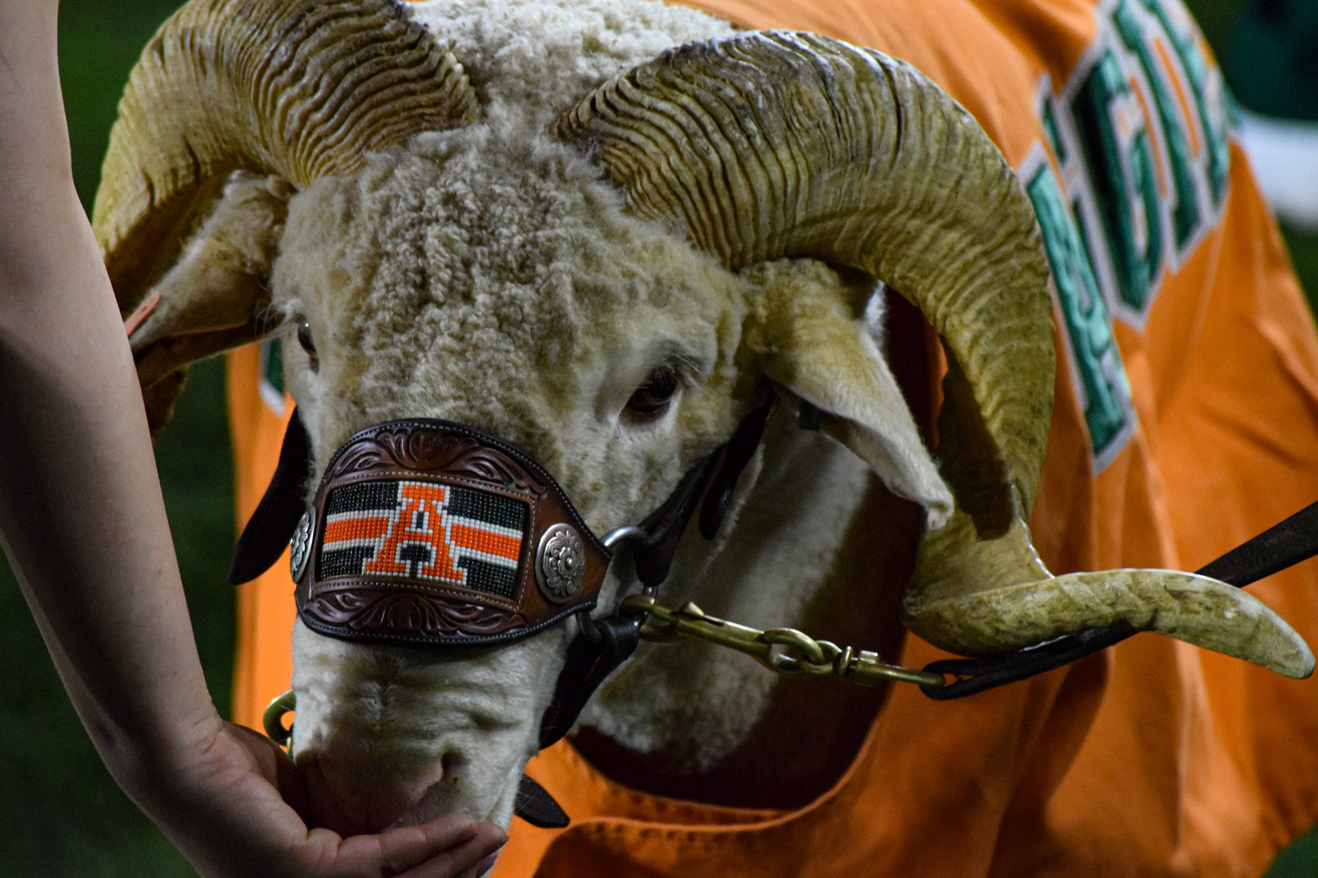 Cam the Ram at a CSU Football Game