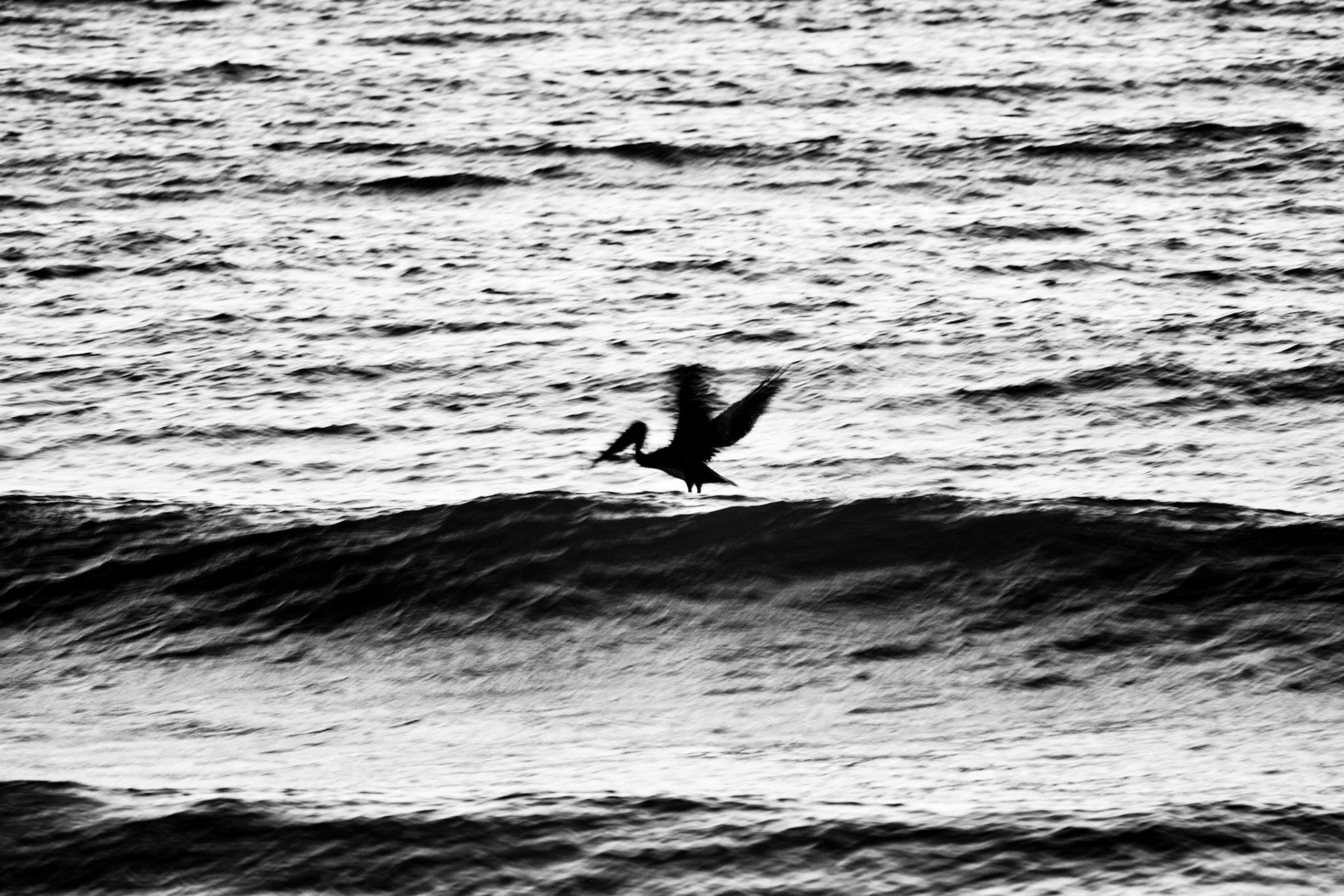 Ft. Fisher Pelican at Sunrise