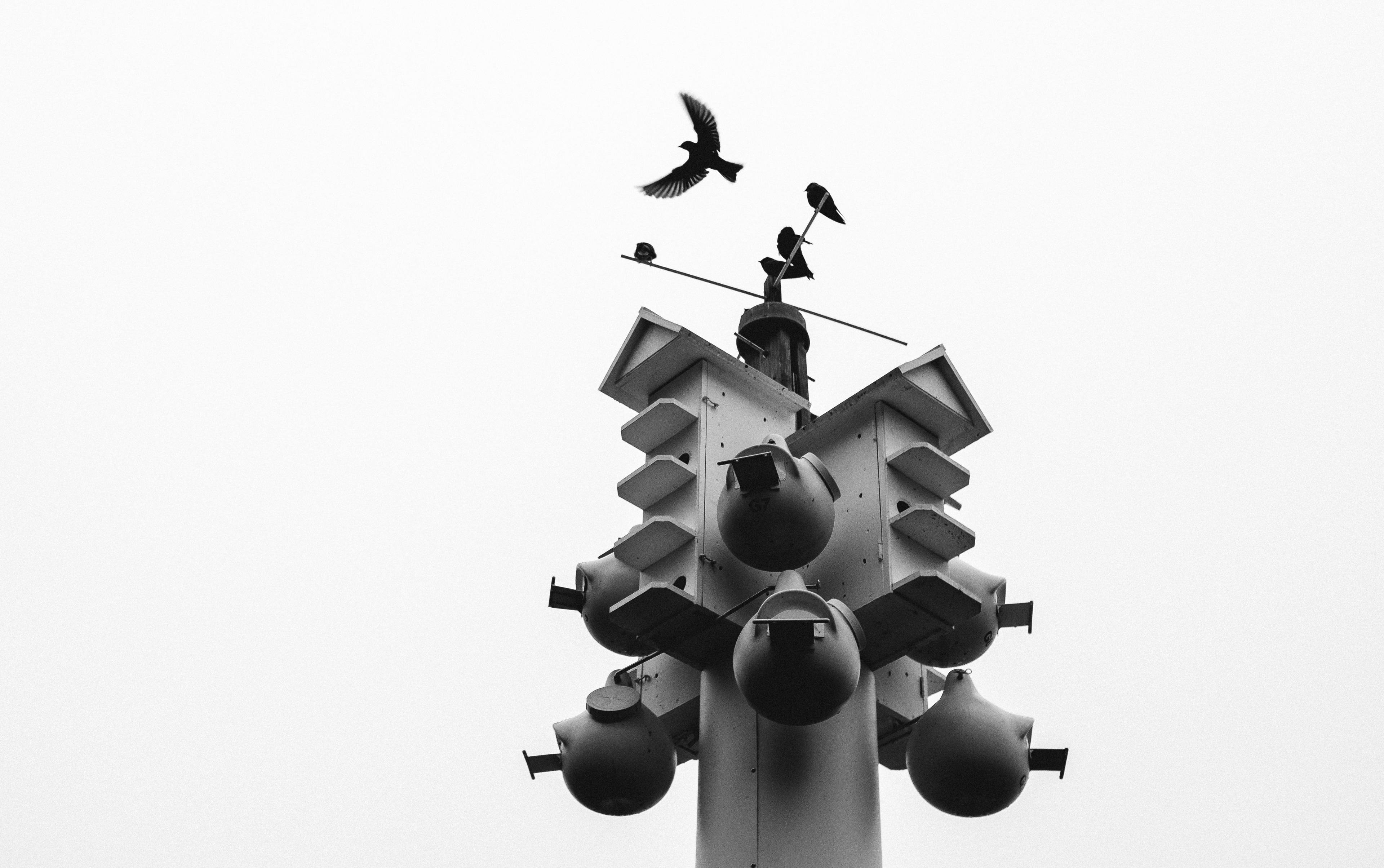 Birds on Montrose Beach | Summer 2019