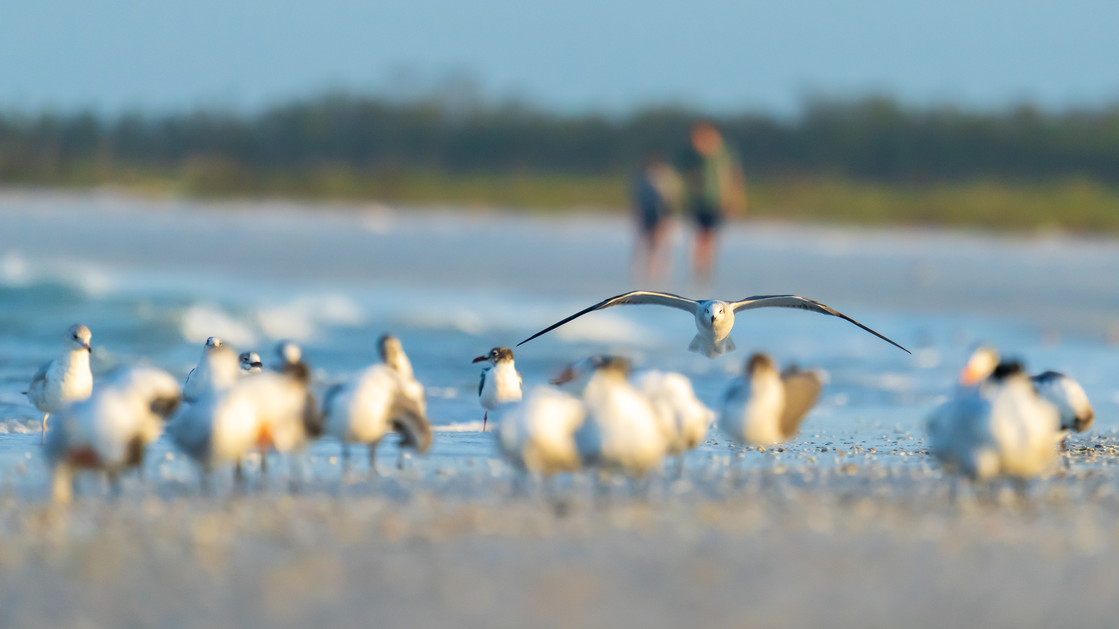 North Beach at Fort De Soto State Park