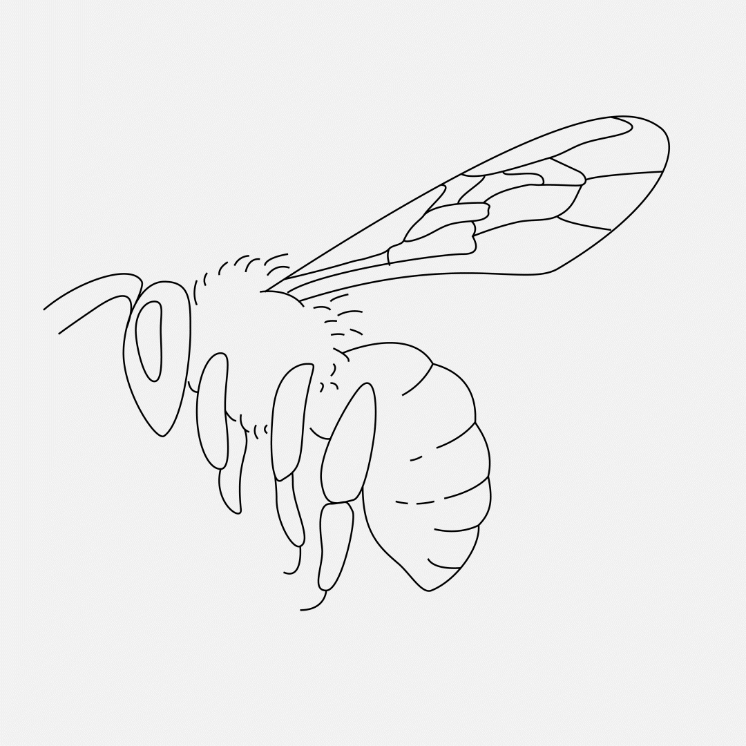 GIF of a Giant Asian Honey Bee